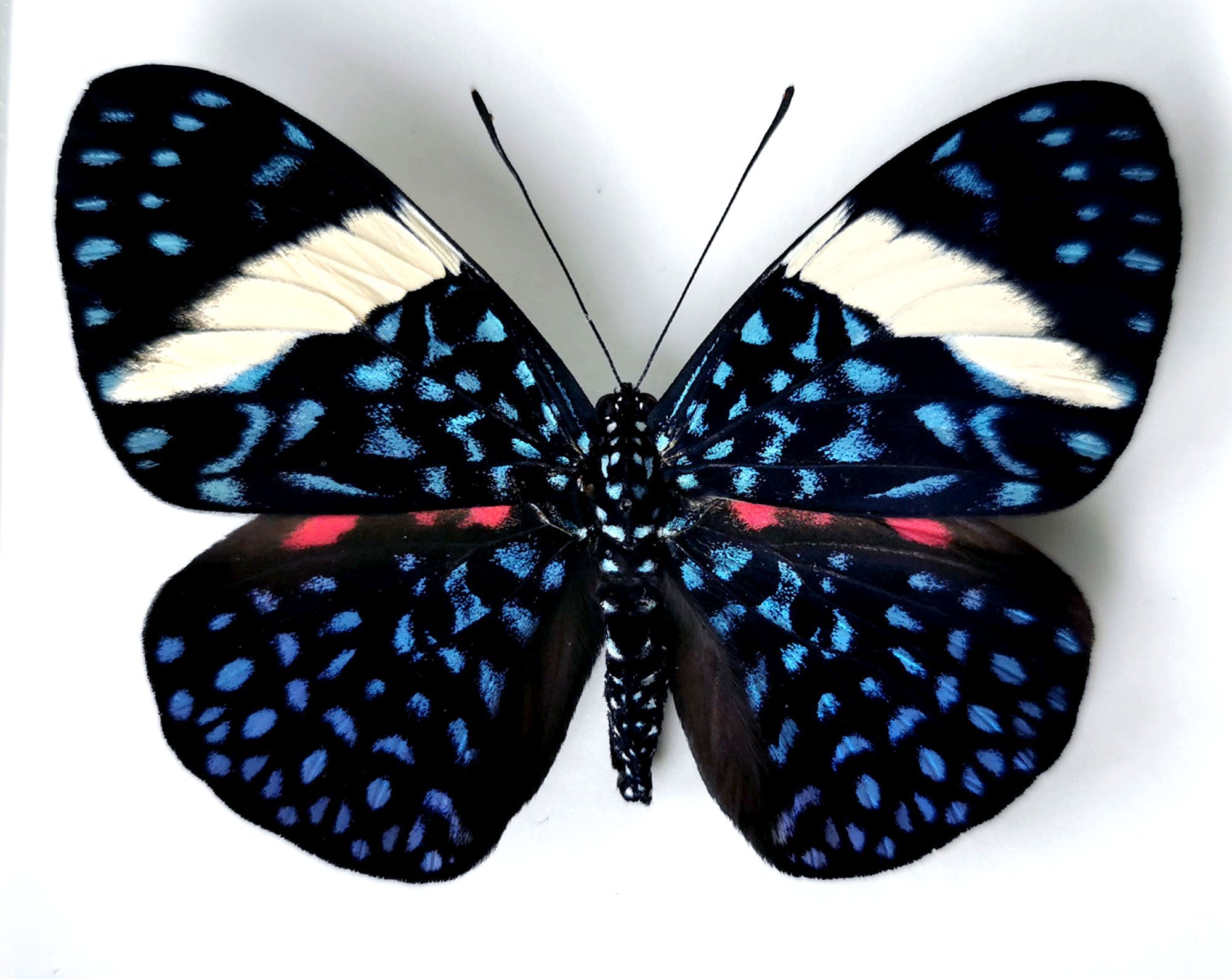 Hamadryas laodamia ♀  Schmetterling InsectArt