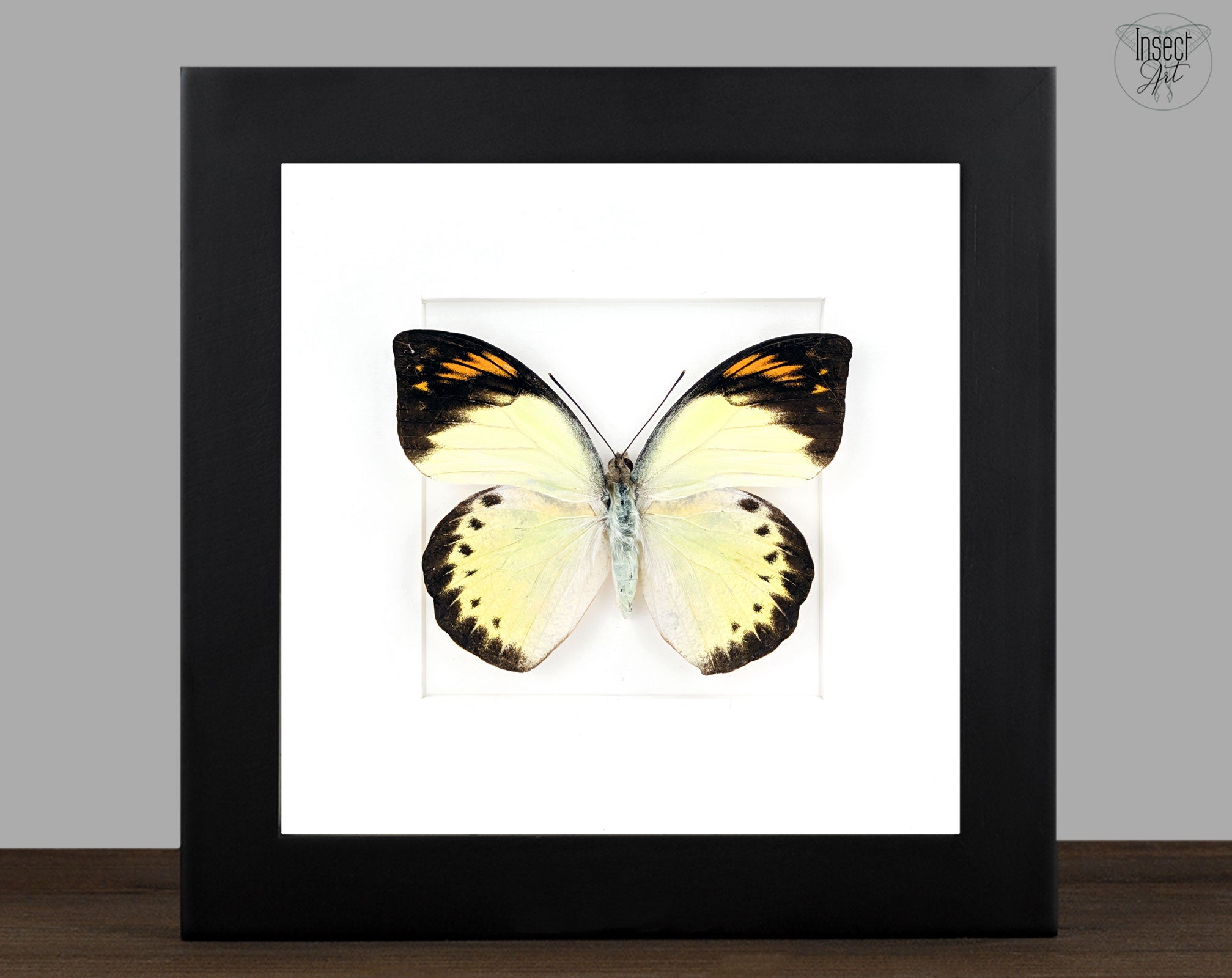 Hebomoia felderi ♀ | Echter Schmetterling im Rahmen