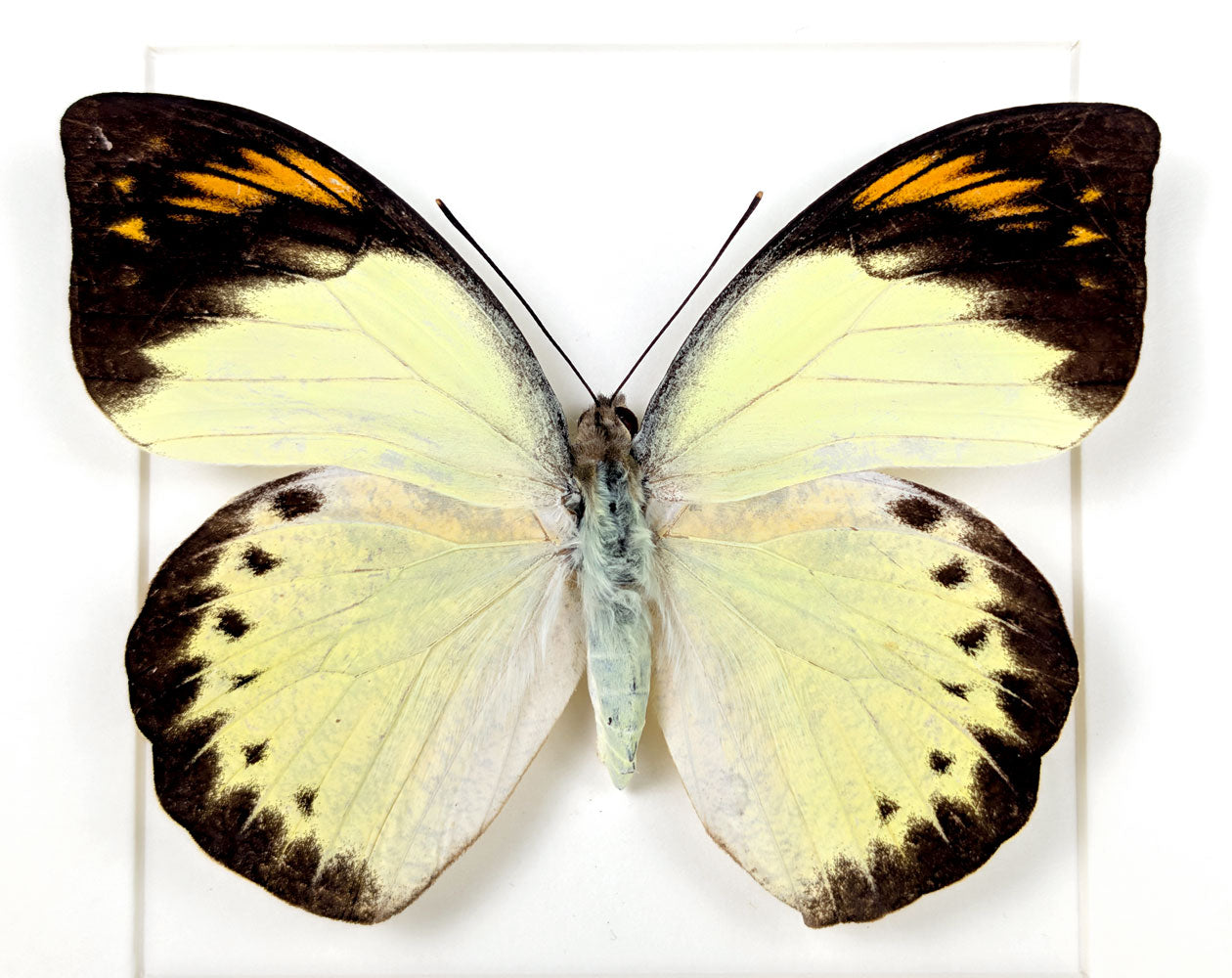 Hebomoia felderi ♀ | Echter Schmetterling im Rahmen
