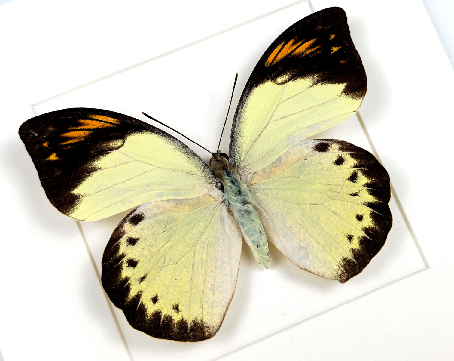 Hebomoia felderi ♀ | Echter Schmetterling im Rahmen