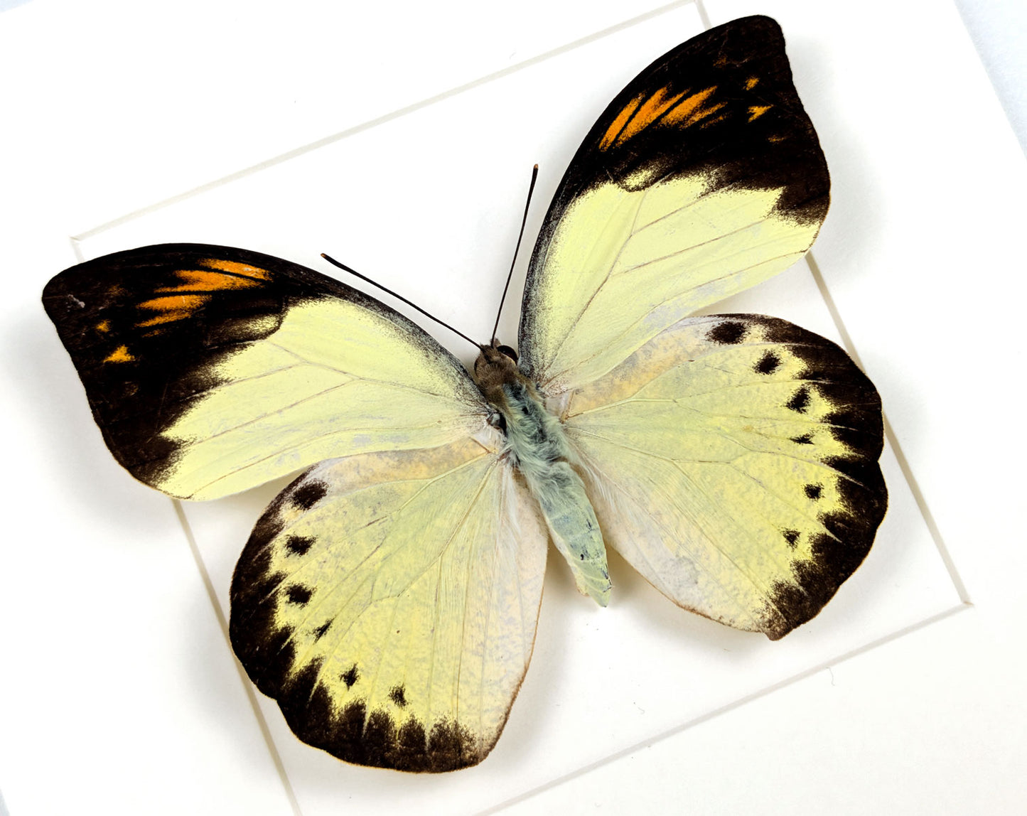 Hebomoia felderi ♀ | Echter Schmetterling im Rahmen
