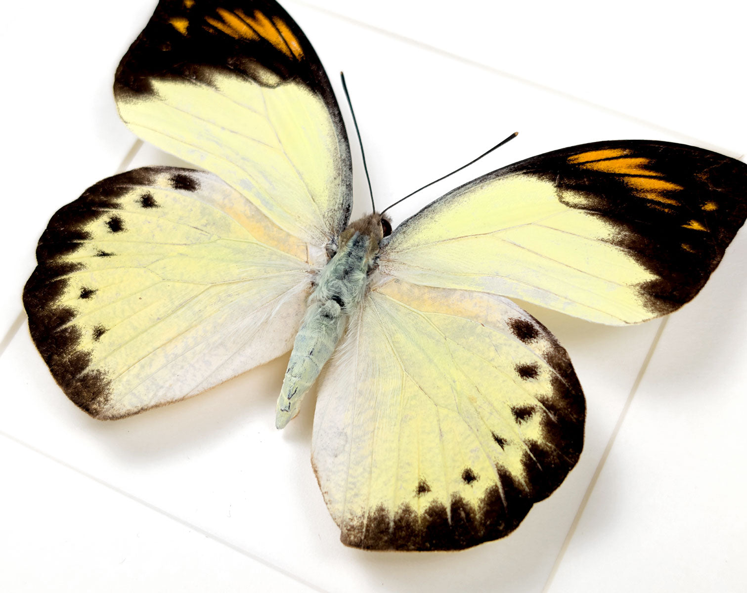 Hebomoia felderi ♀ | Echter Schmetterling im Rahmen