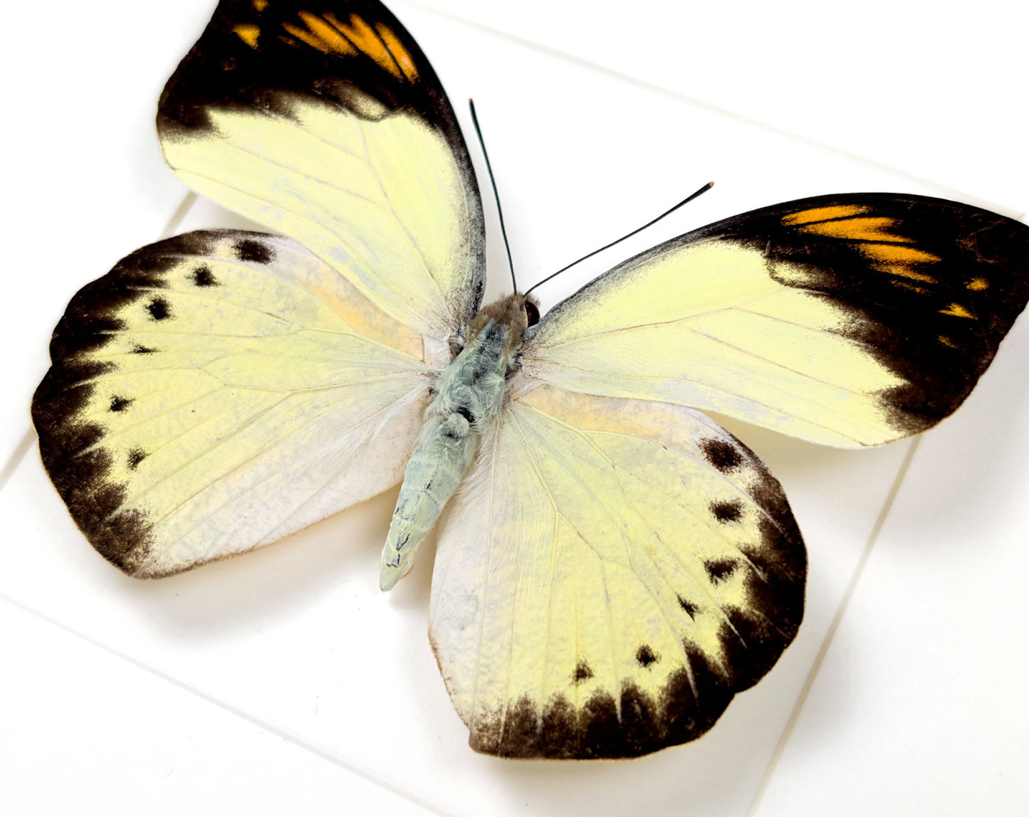 Hebomoia felderi ♀ | Echter Schmetterling im Rahmen