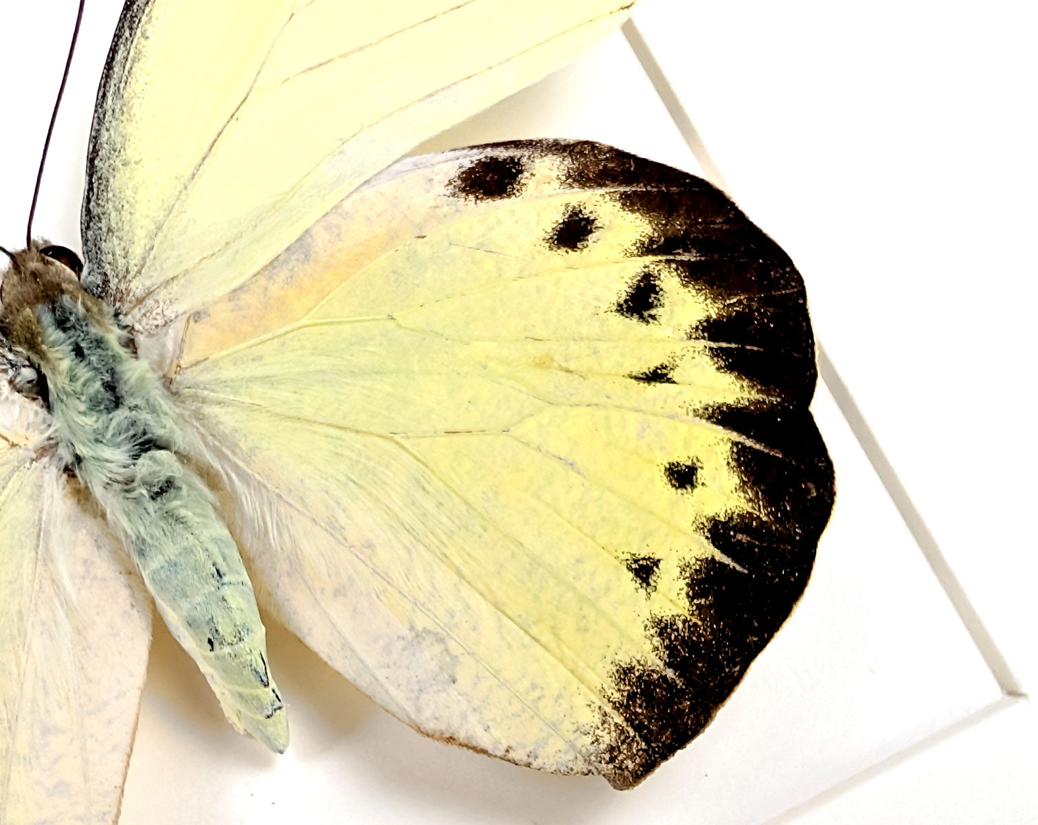 Hebomoia felderi ♀ | Echter Schmetterling im Rahmen