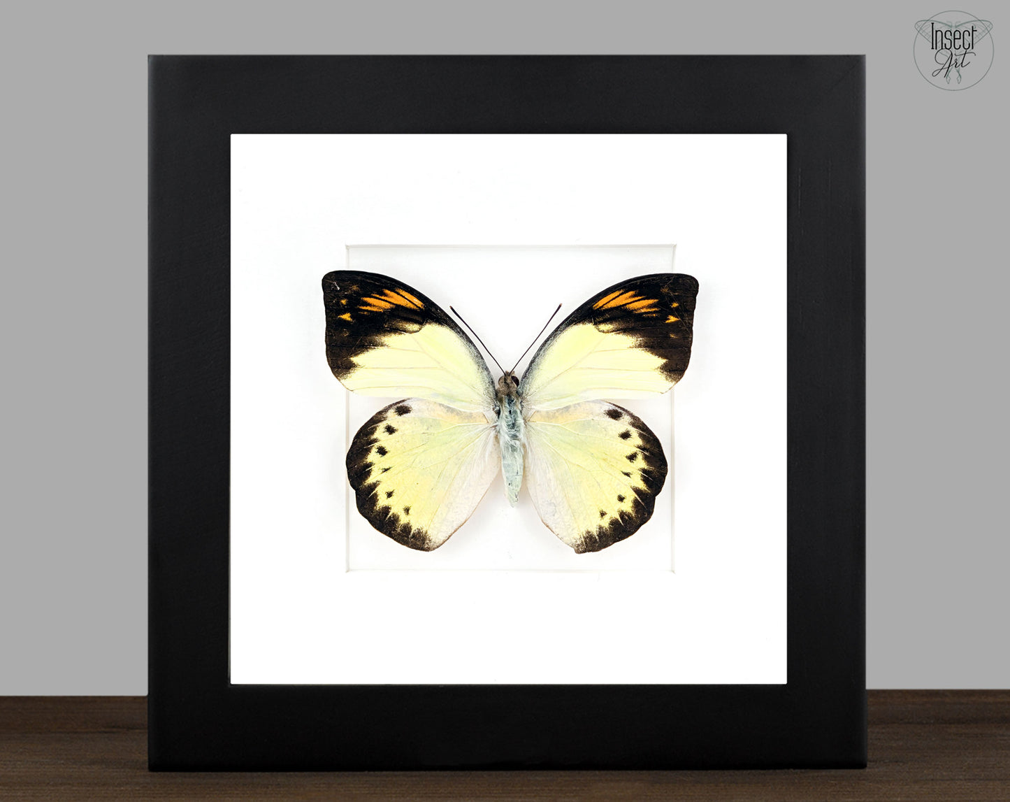 Hebomoia felderi ♀ | Echter Schmetterling im Rahmen
