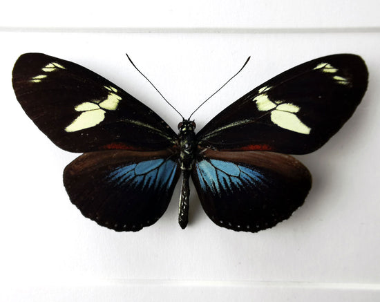 Heliconius doris