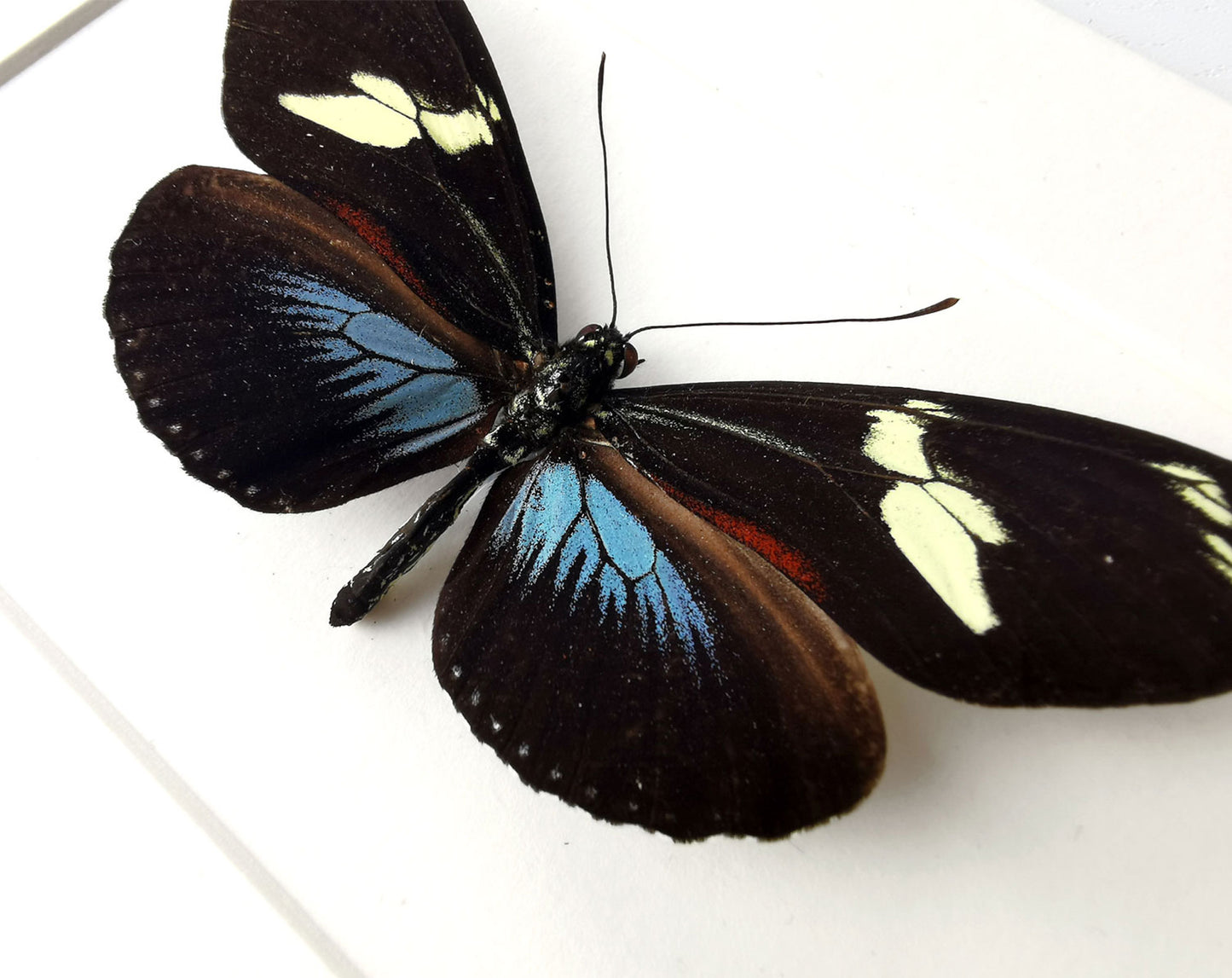 Heliconius doris