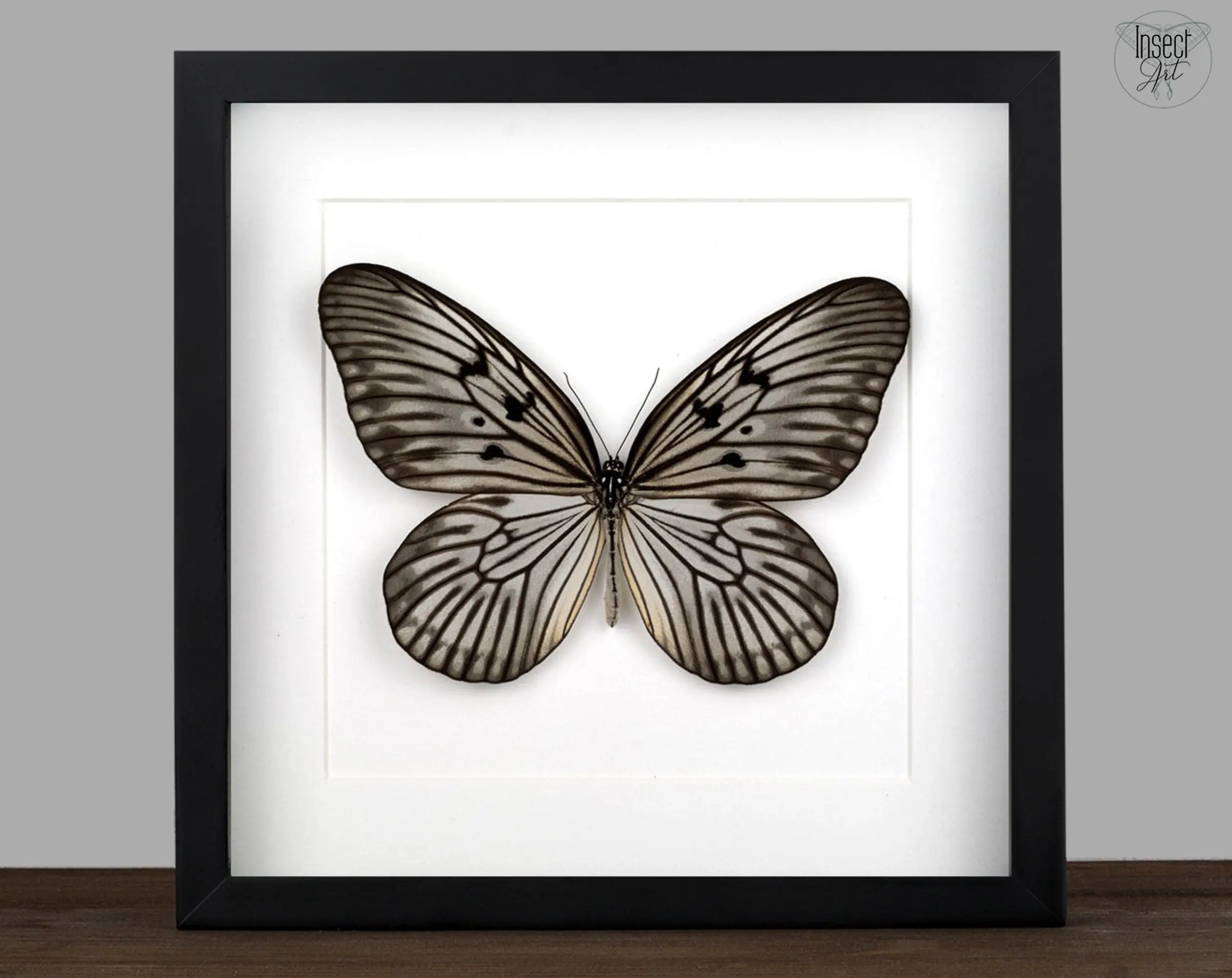 Idea blanchardi  Schmetterling InsectArt Schmetterling
