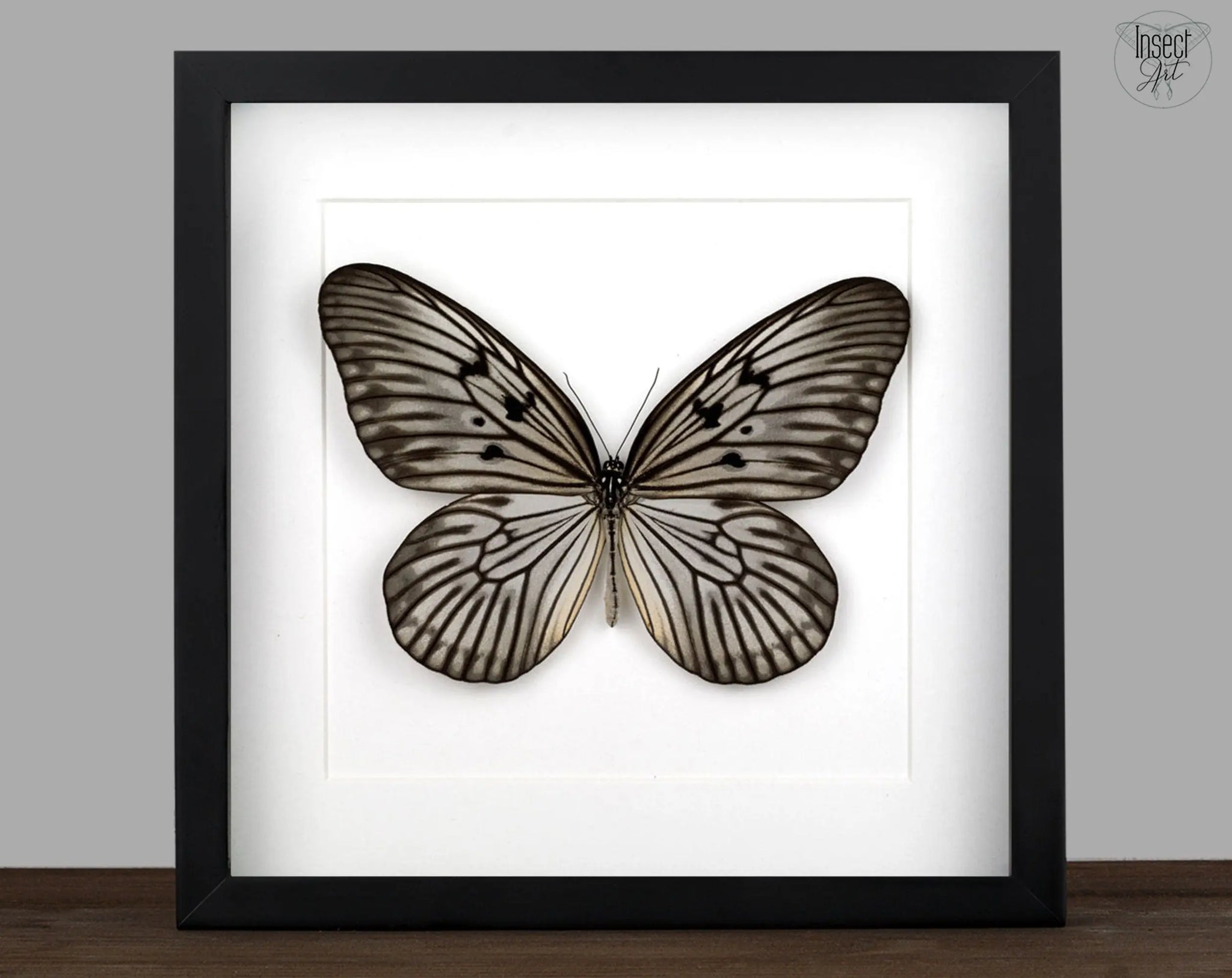Idea blanchardi  Schmetterling InsectArt Schmetterling