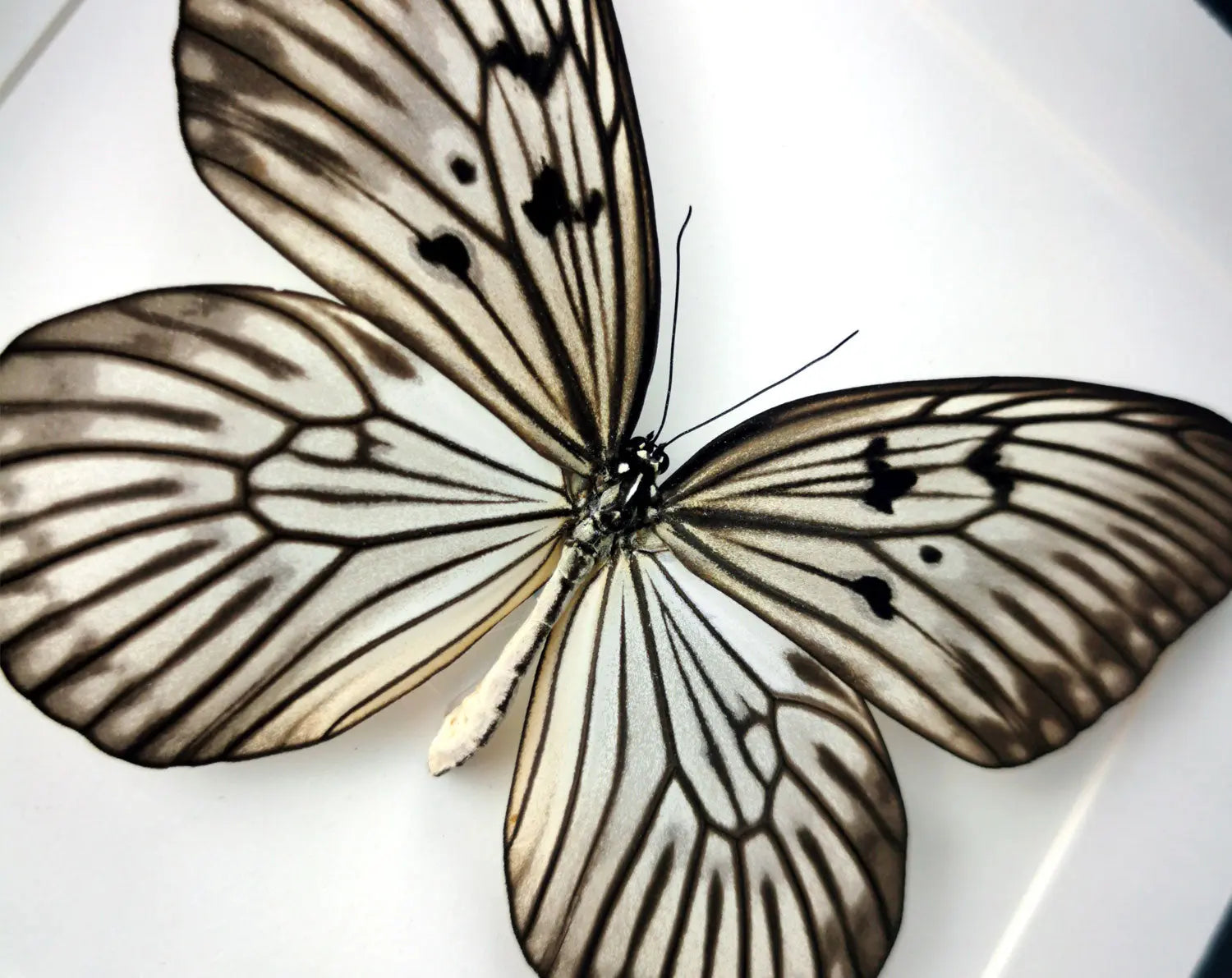 Idea blanchardi  Schmetterling InsectArt Schmetterling