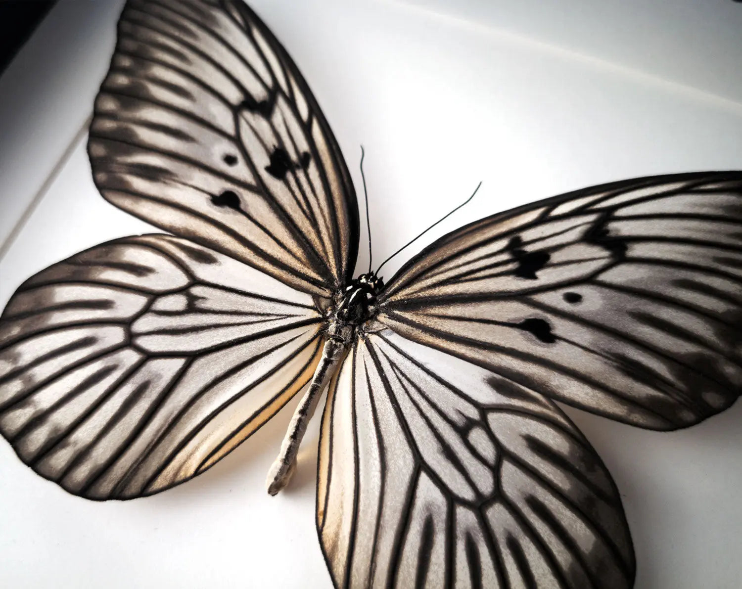 Idea blanchardi  Schmetterling InsectArt Schmetterling