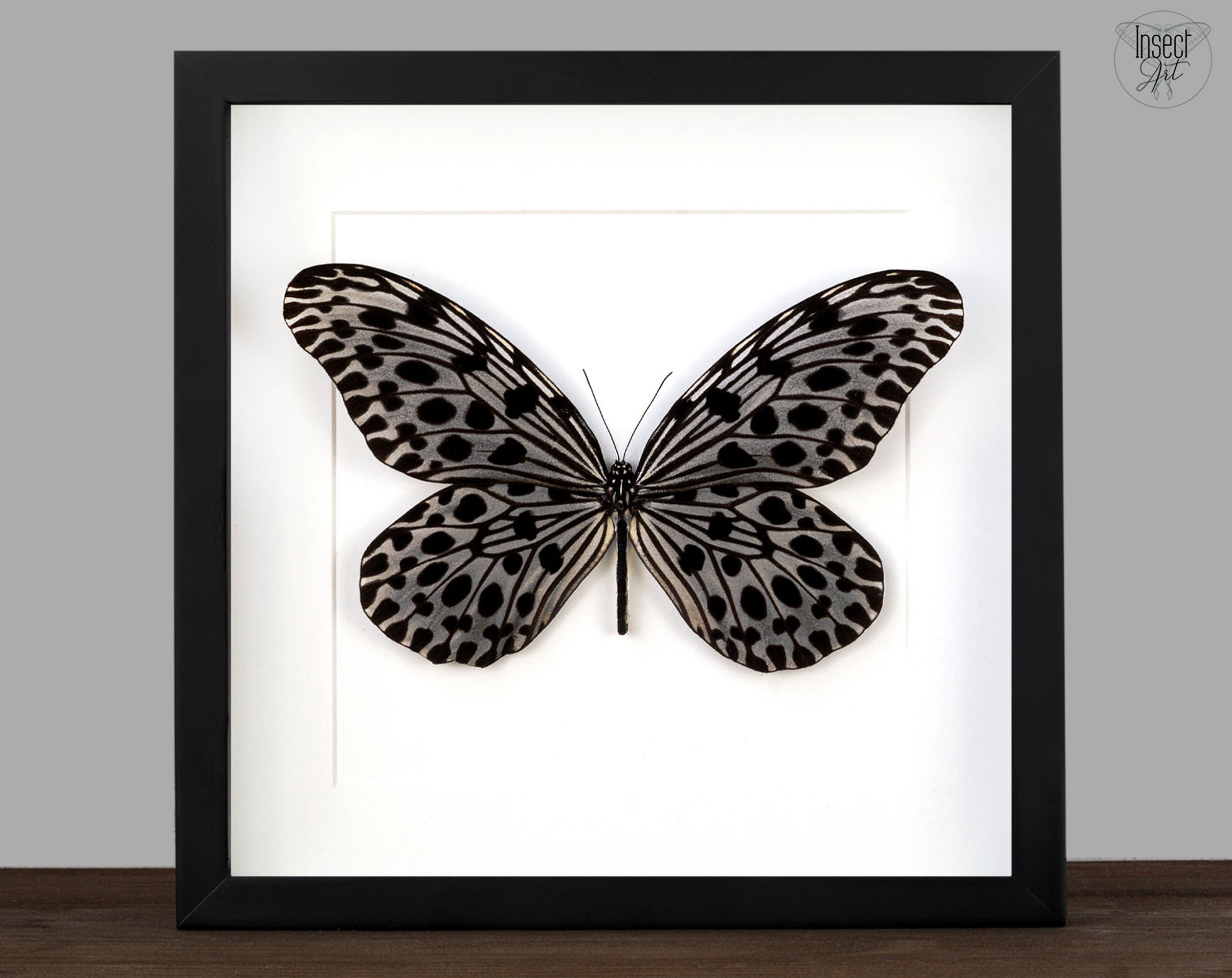 Idea lynceus ♂  Schmetterling InsectArt