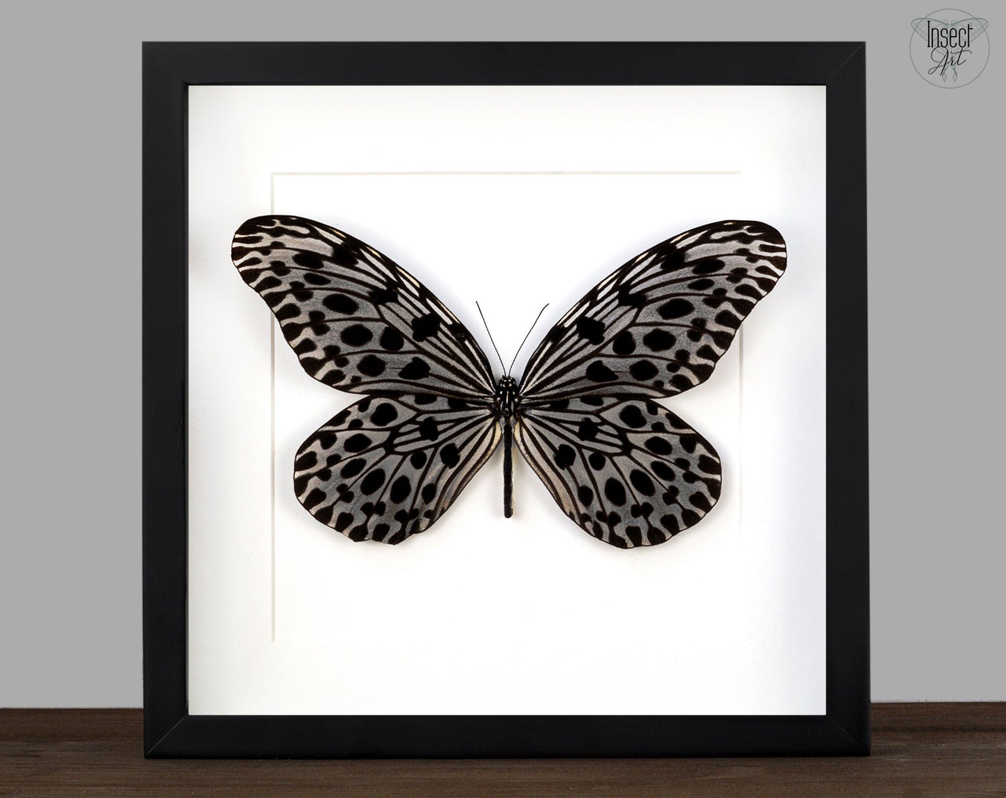 Idea lynceus ♂  Schmetterling InsectArt