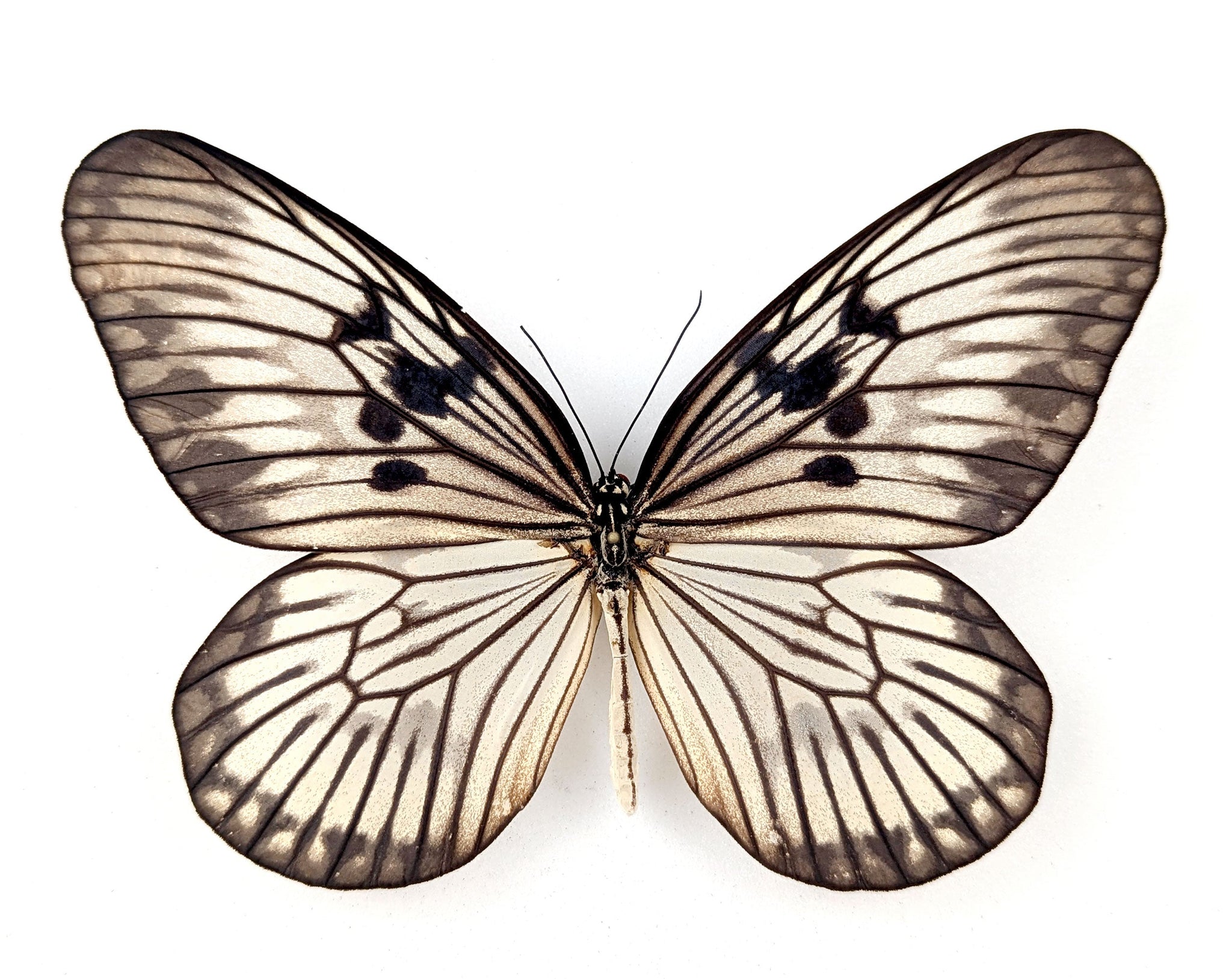 Idea munaensis  Schmetterling im Rahmen InsectArt