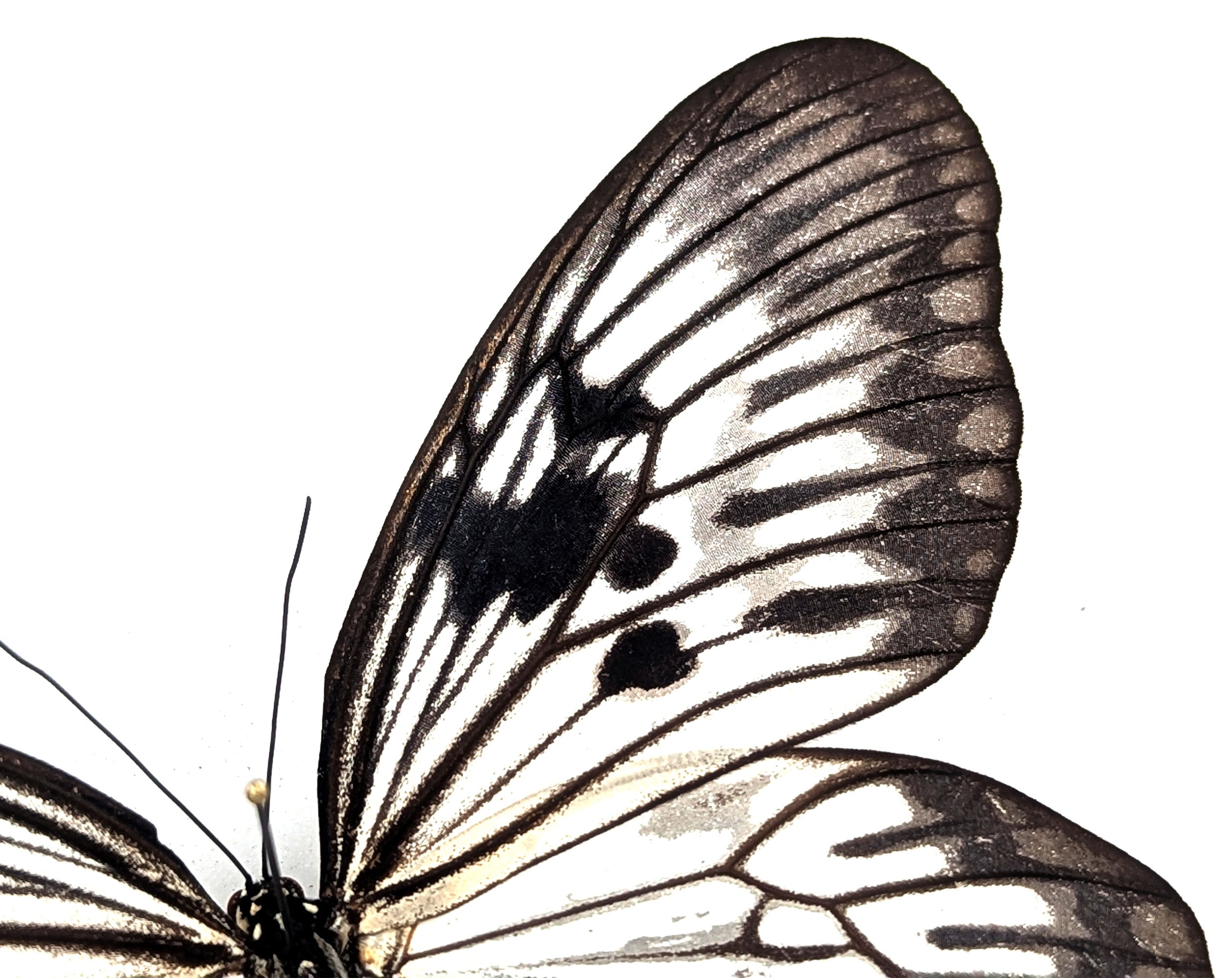 Idea phlegeton  Schmetterling im Rahmen InsectArt