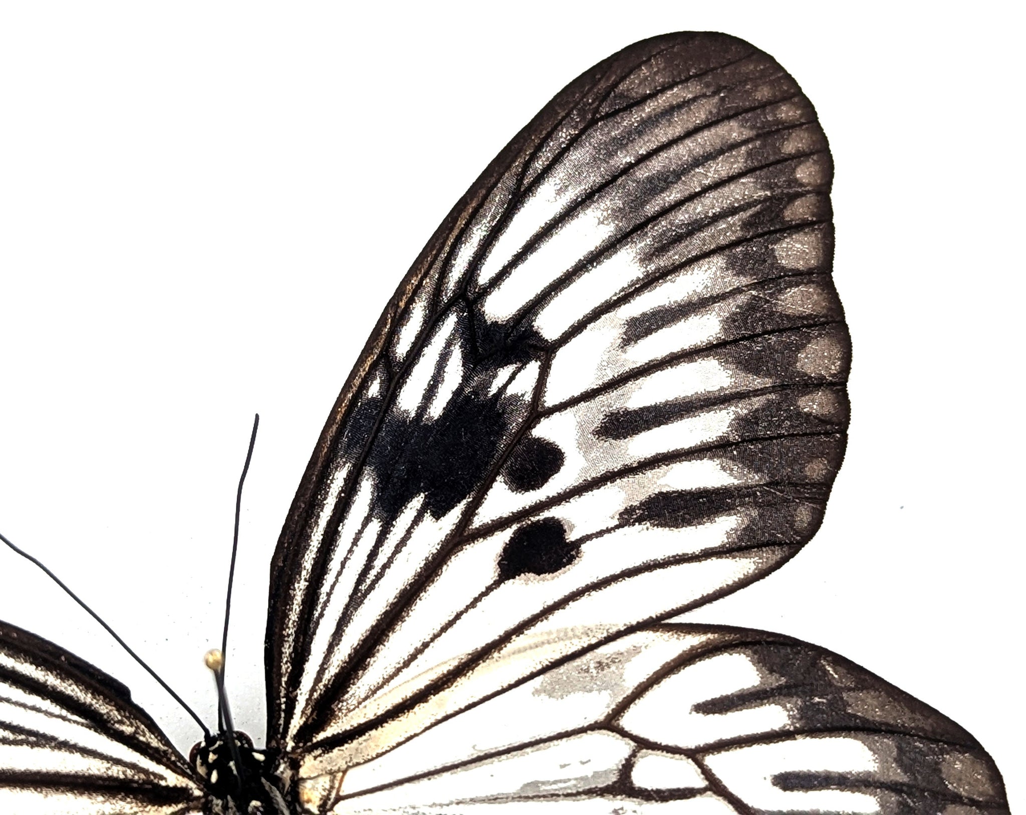 Idea phlegeton  Schmetterling im Rahmen InsectArt
