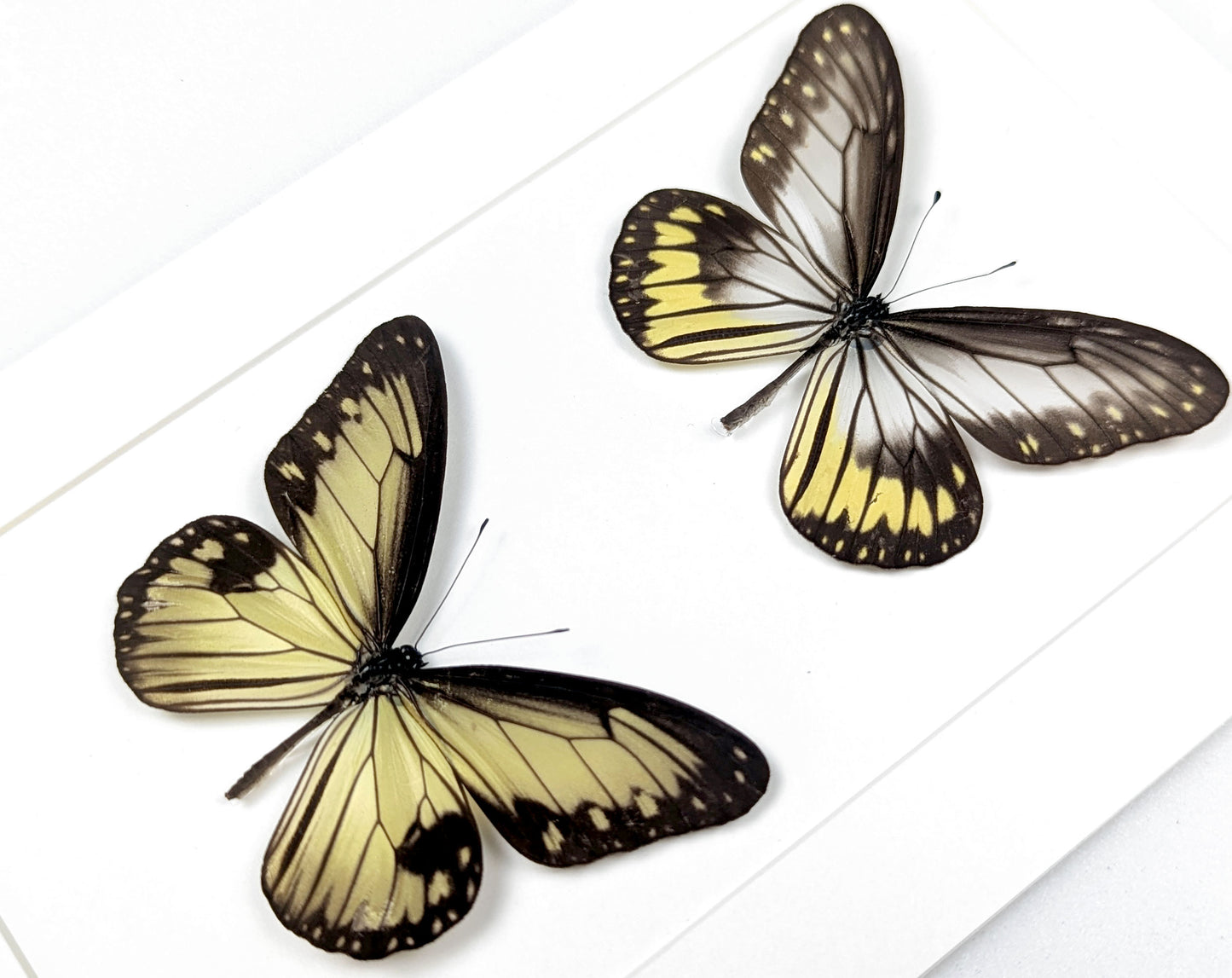 Ideopsis vitrea Duo, präparierter Schmetterling im Rahmen