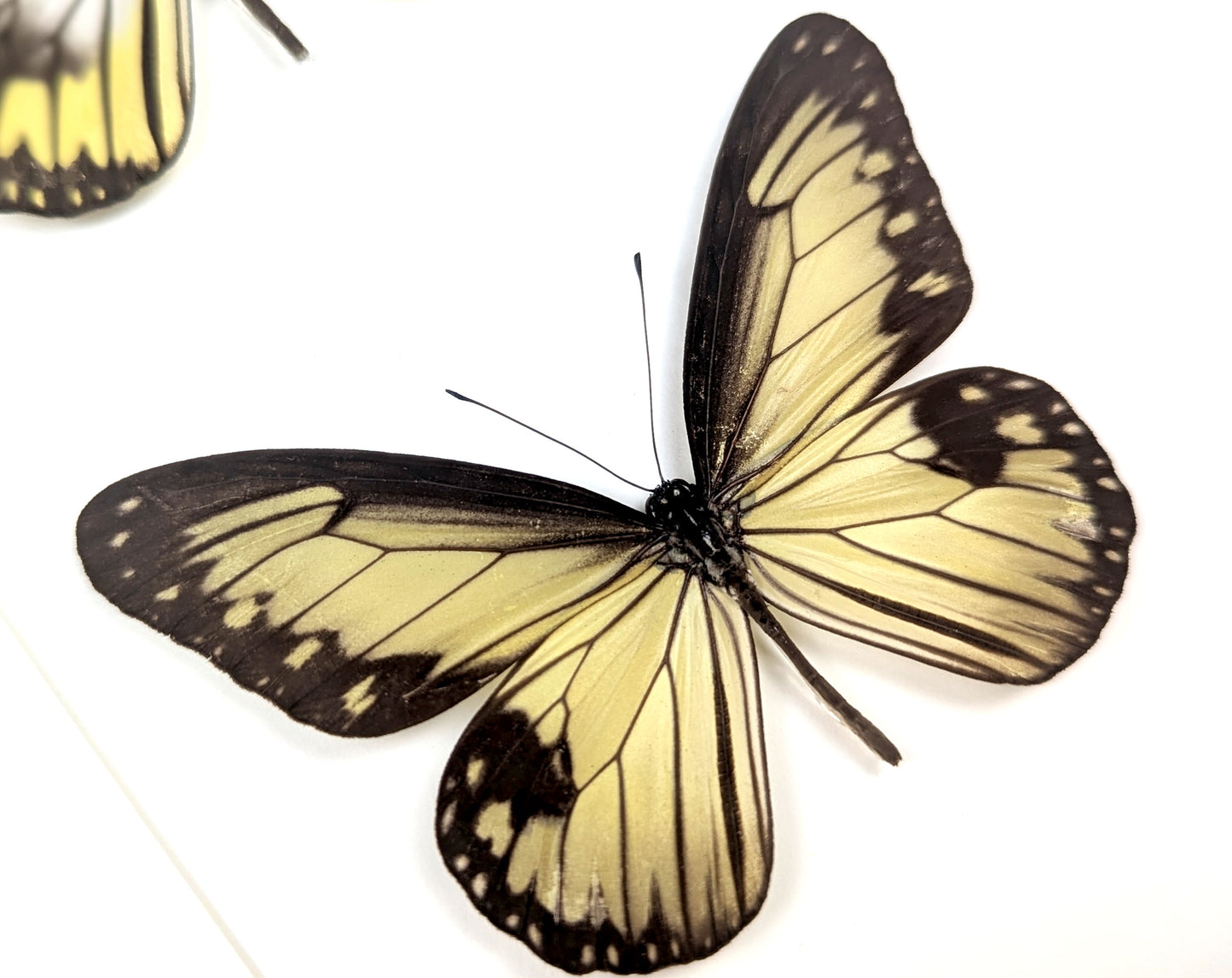 Ideopsis vitrea Duo, präparierter Schmetterling im Rahmen