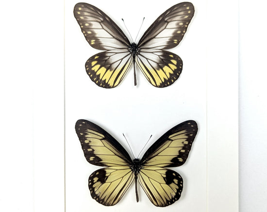 Ideopsis vitrea Duo, präparierter Schmetterling im Rahmen