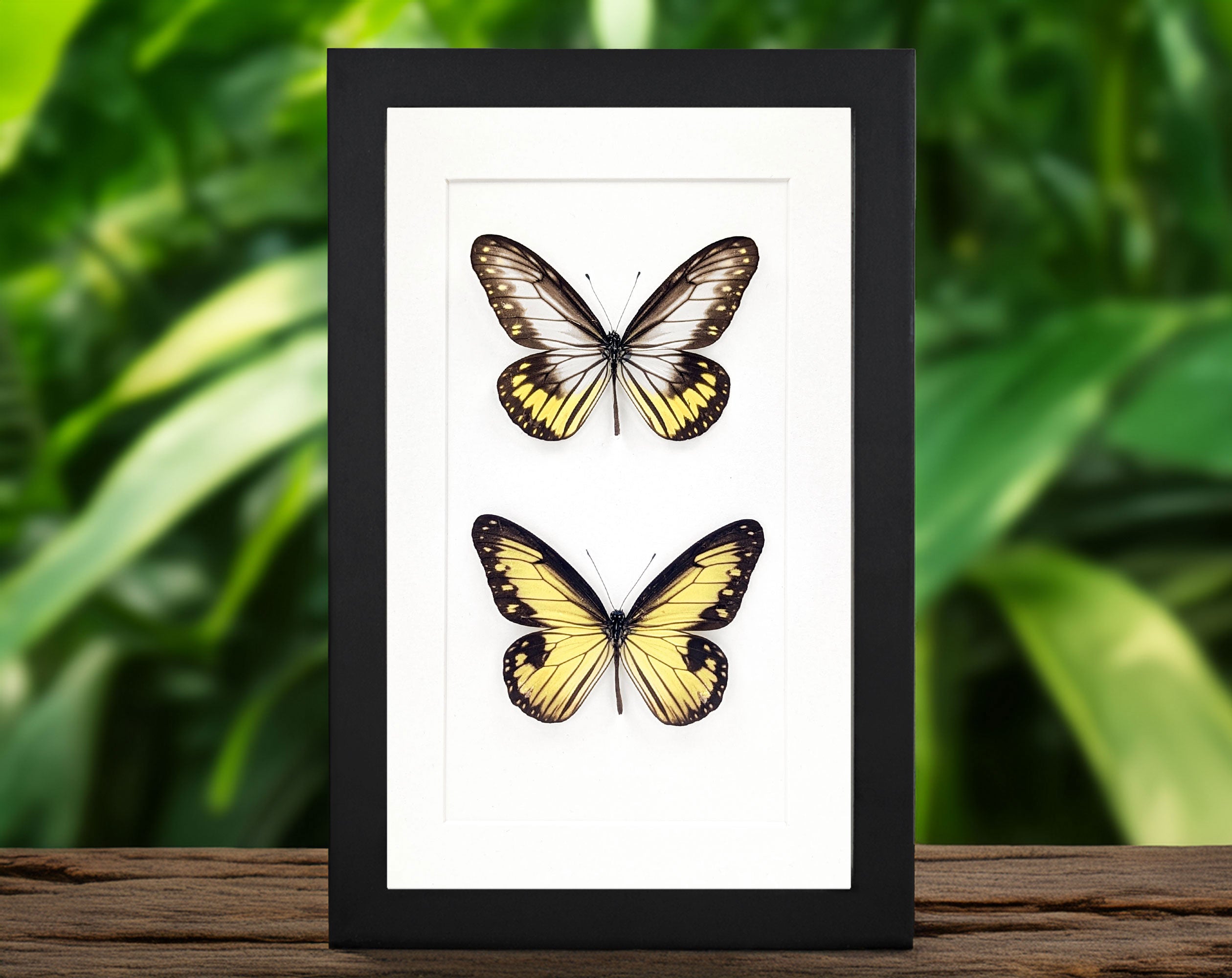 Ideopsis vitrea Duo, präparierter Schmetterling im Rahmen