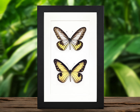 Ideopsis vitrea Duo, präparierter Schmetterling im Rahmen