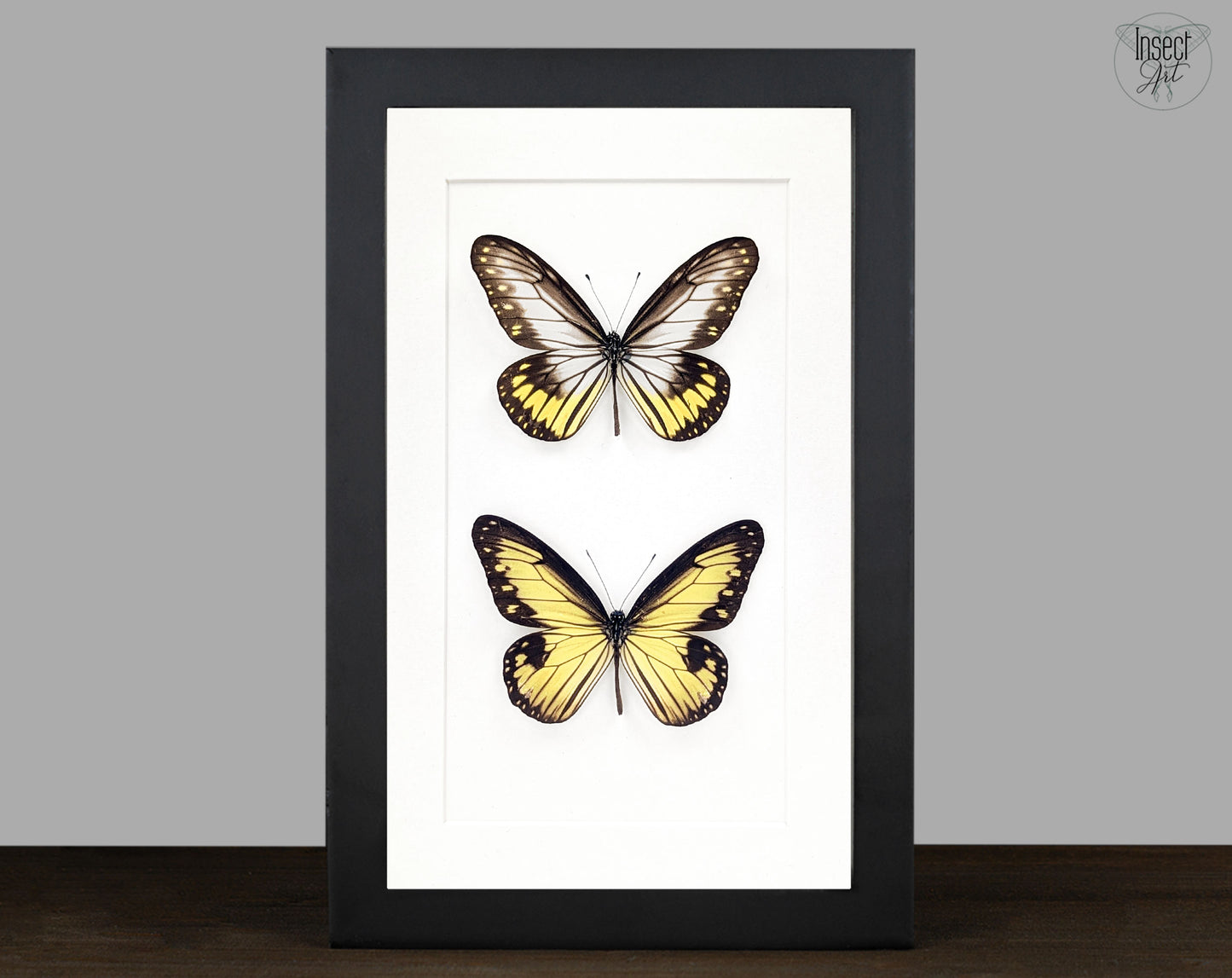 Ideopsis vitrea Duo, präparierter Schmetterling im Rahmen