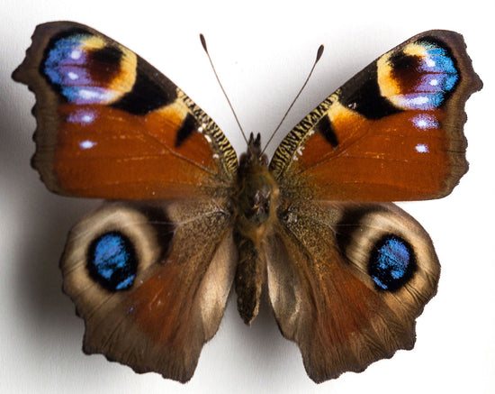 Inachis io peacock butterfly