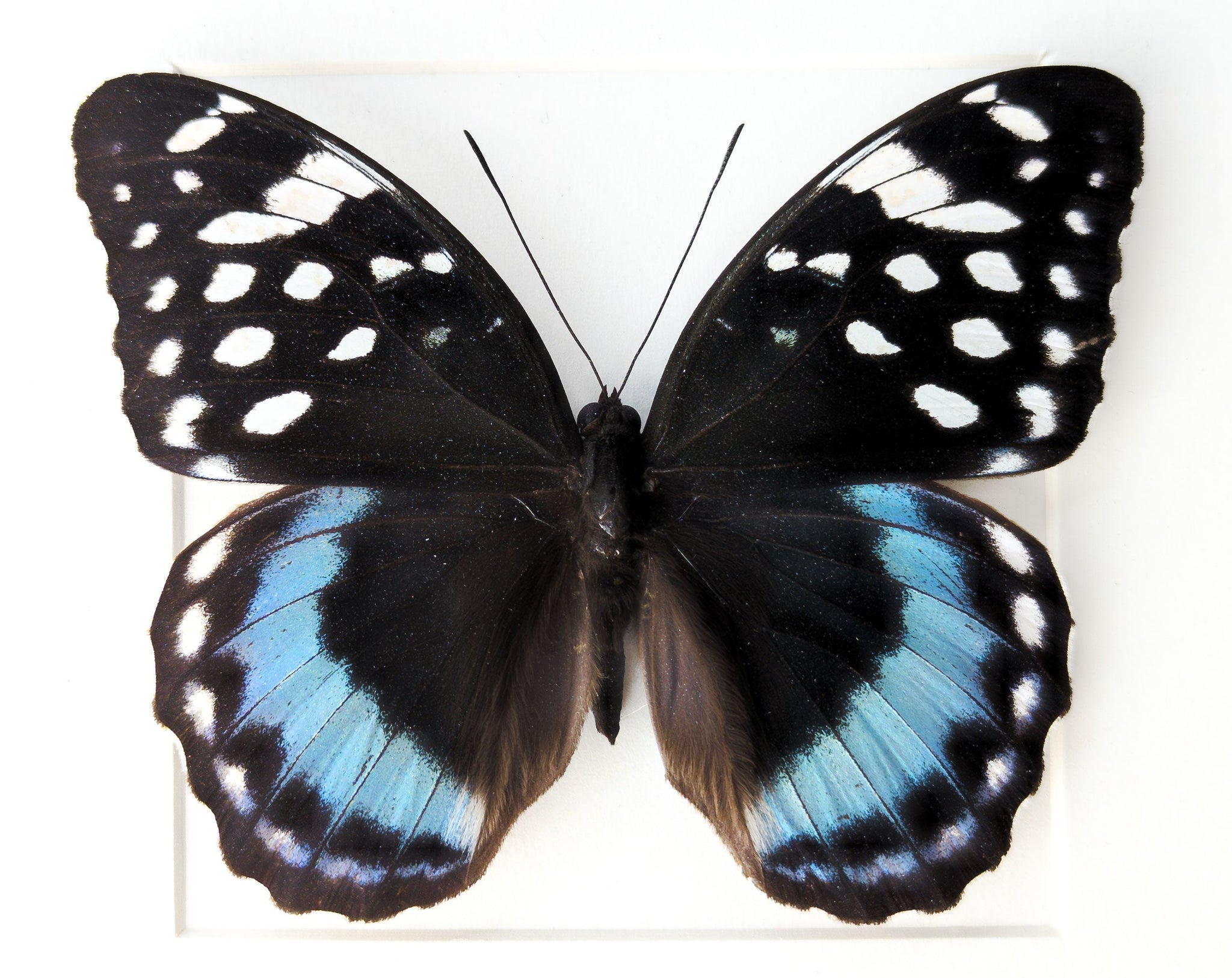 Lexias satrapes  Schmetterling InsectArt