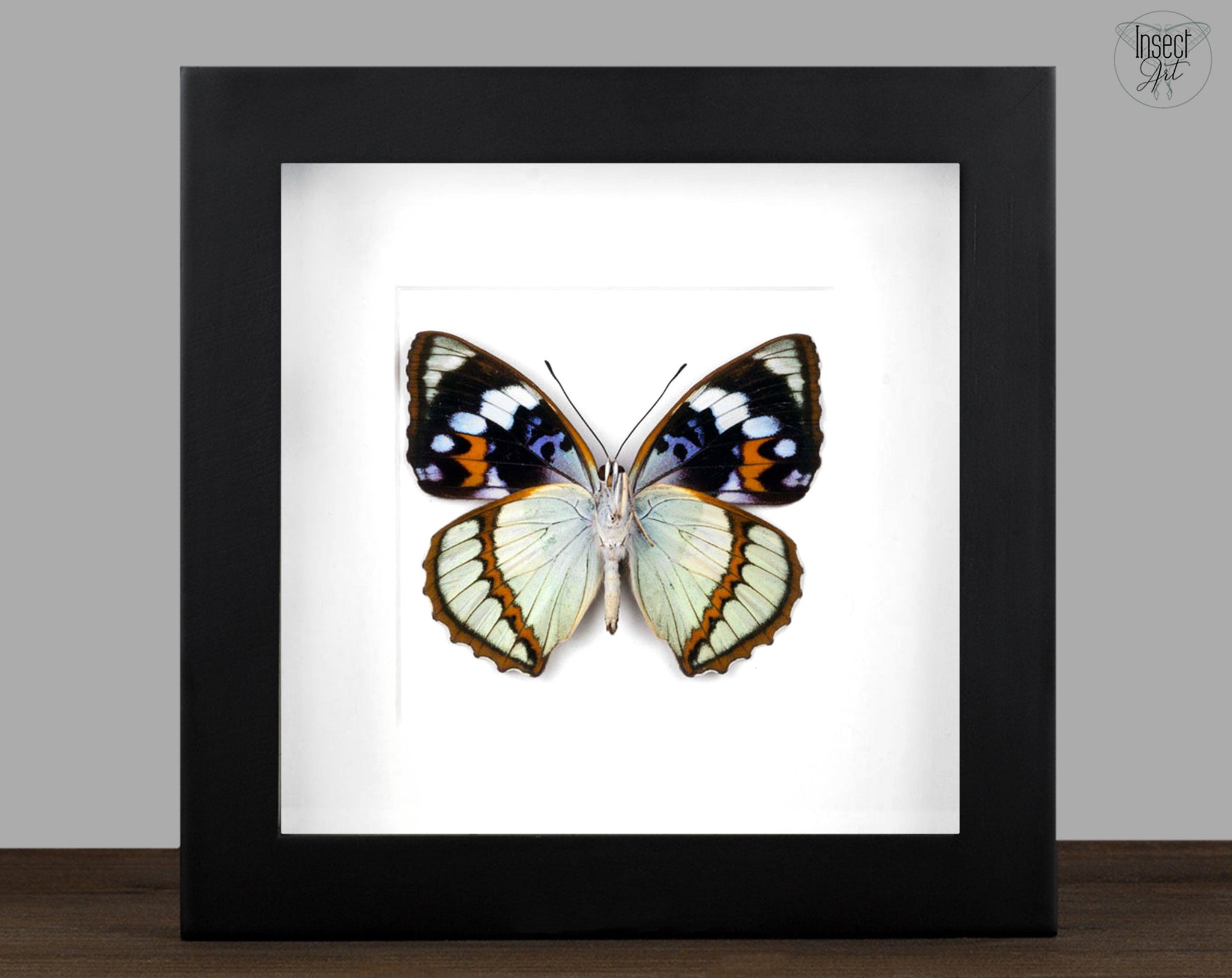 Mimathyma schrenckii  Schmetterling InsectArt