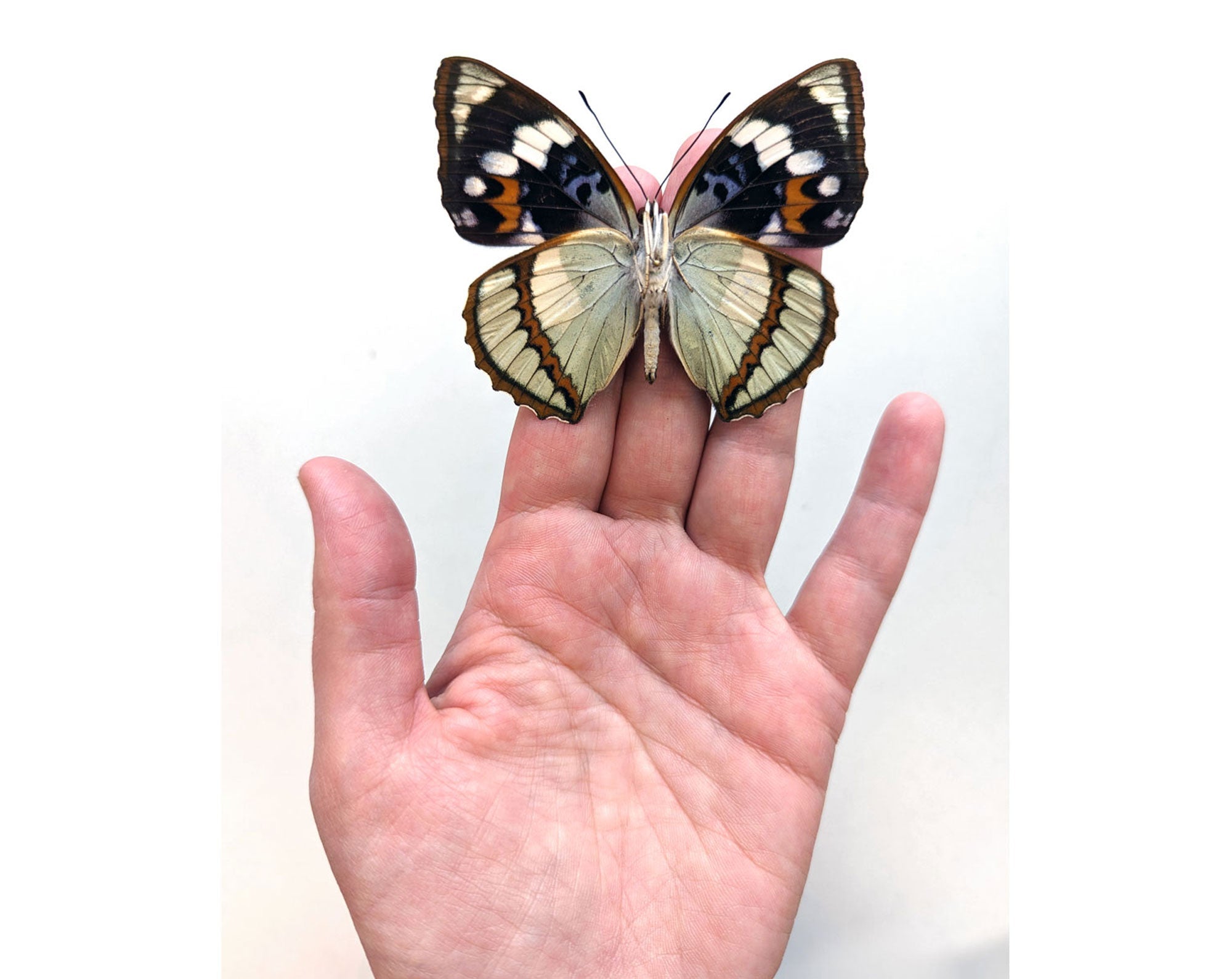Mimathyma schrenckii  Schmetterling InsectArt