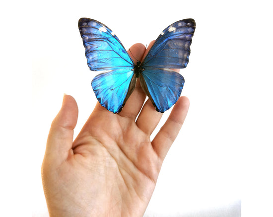 Morpho adonis ♂