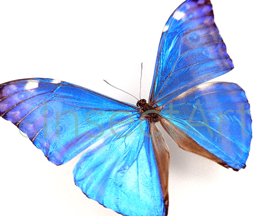 Morpho adonis ♂