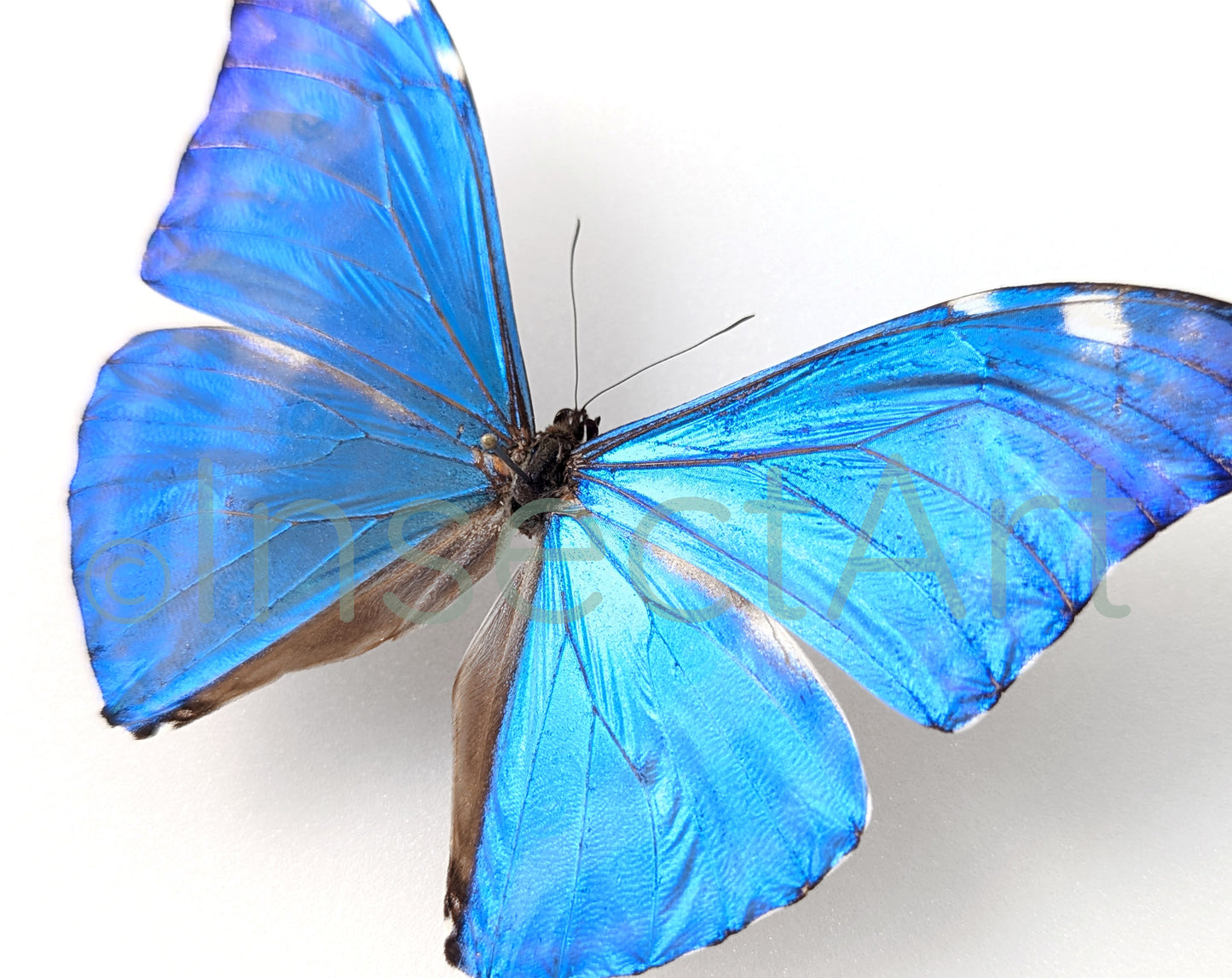 Morpho adonis ♂