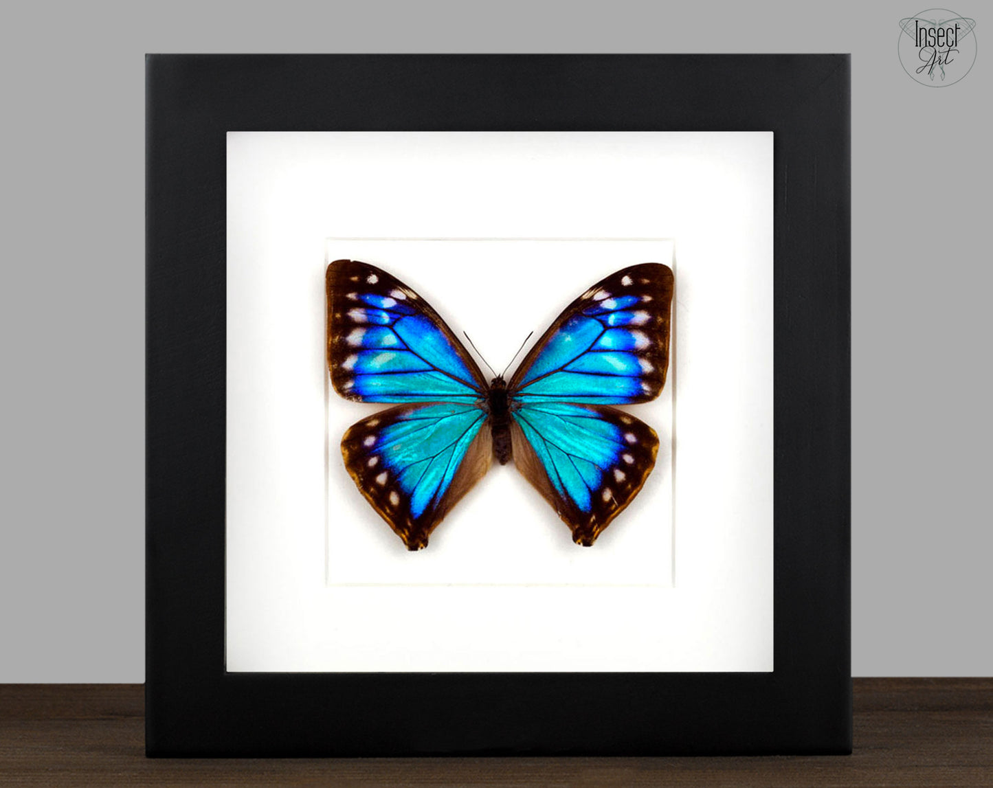 Morpho aega ♀