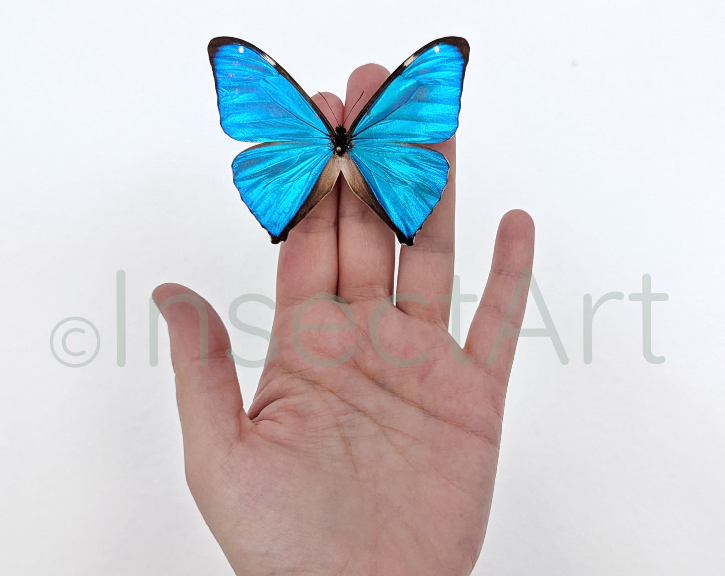 Morpho aega ♂