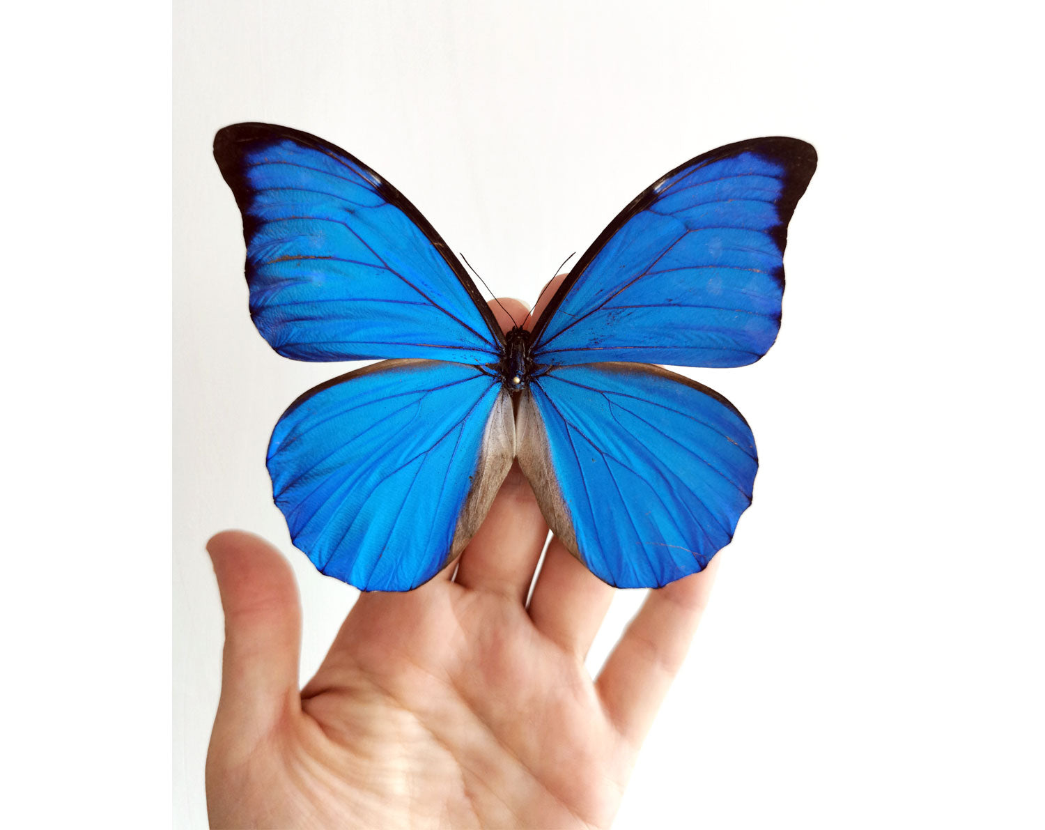 Morpho anaxibia ♂  Schmetterling InsectArt