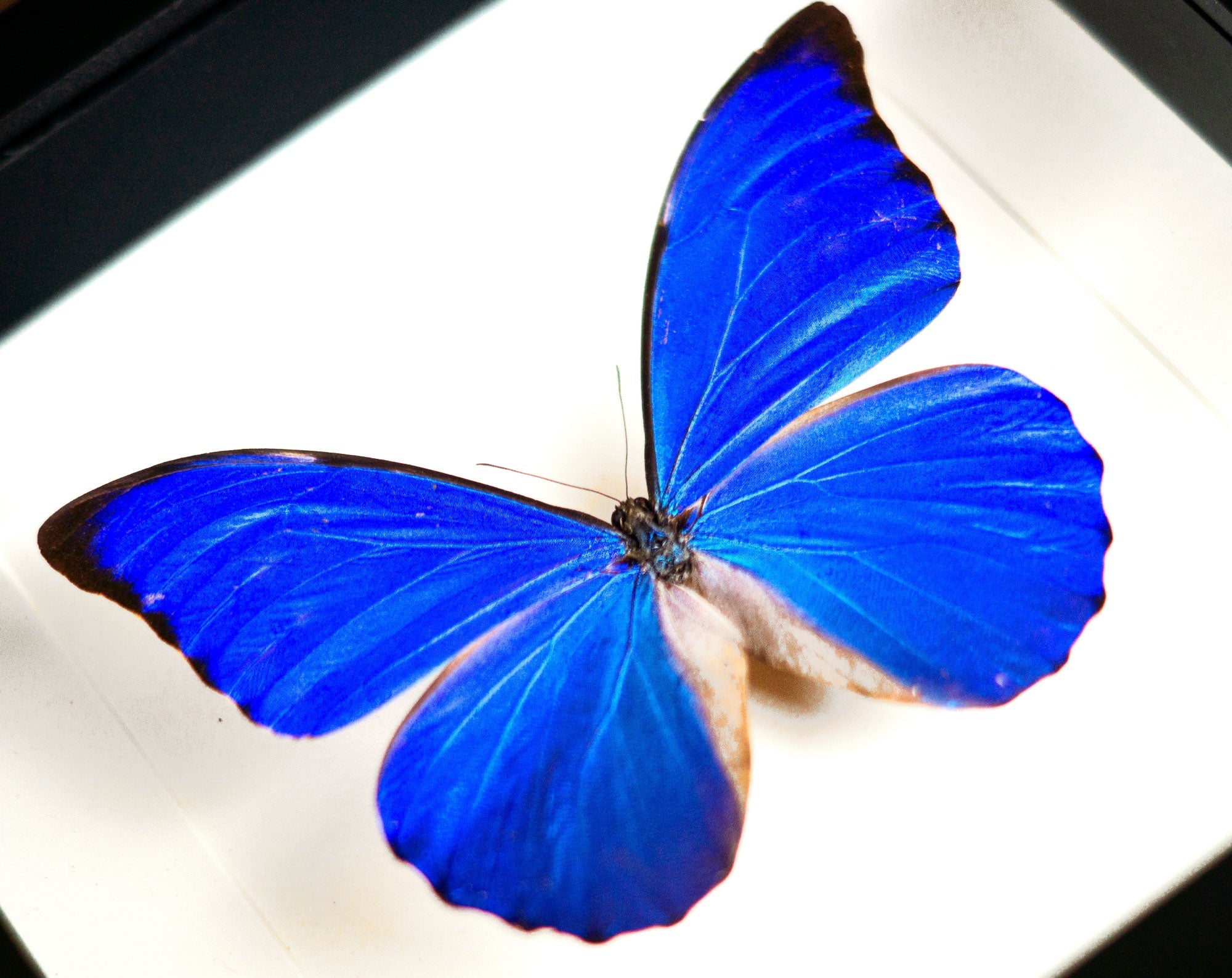 Morpho anaxibia ♂  Schmetterling InsectArt
