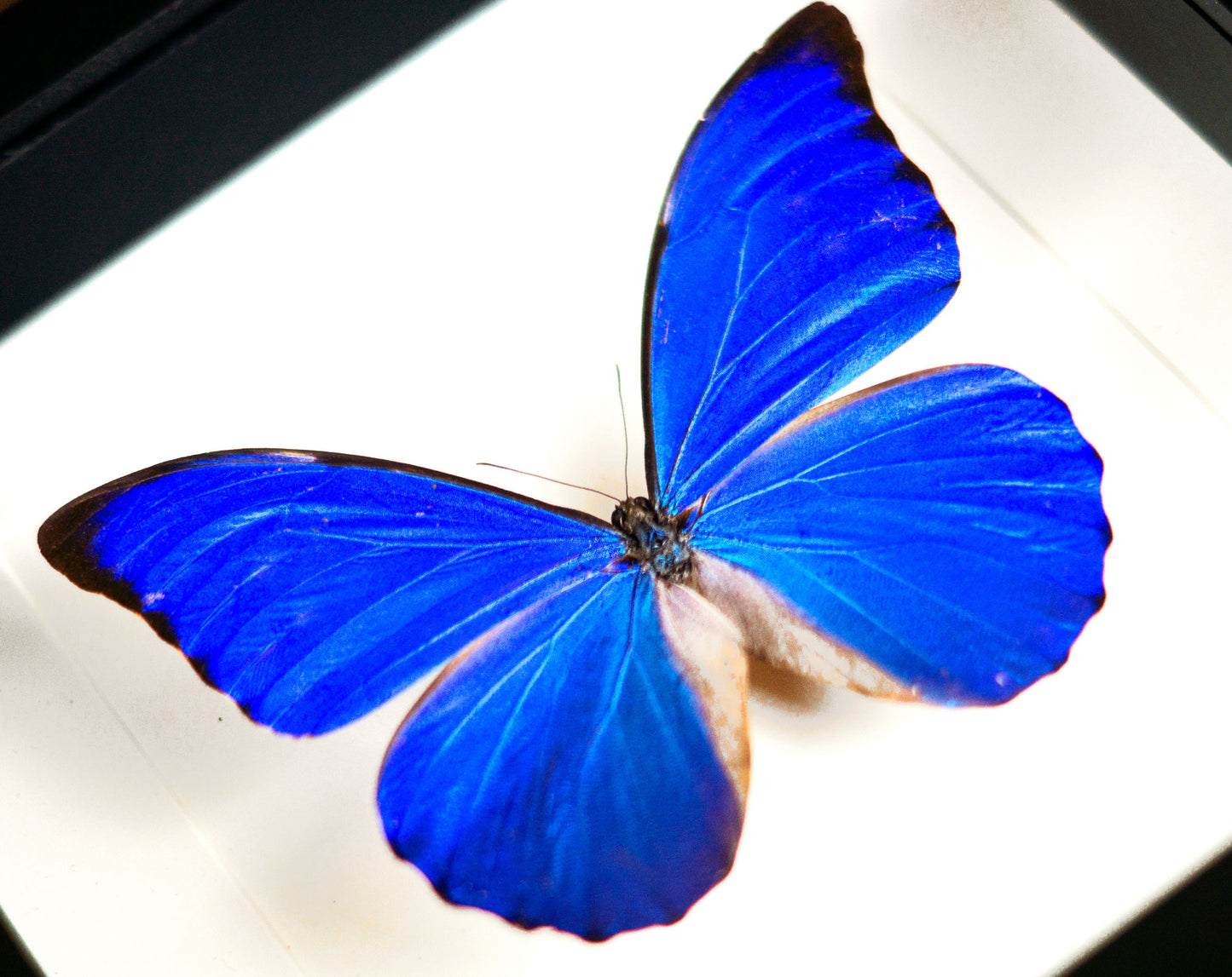 Morpho anaxibia ♂