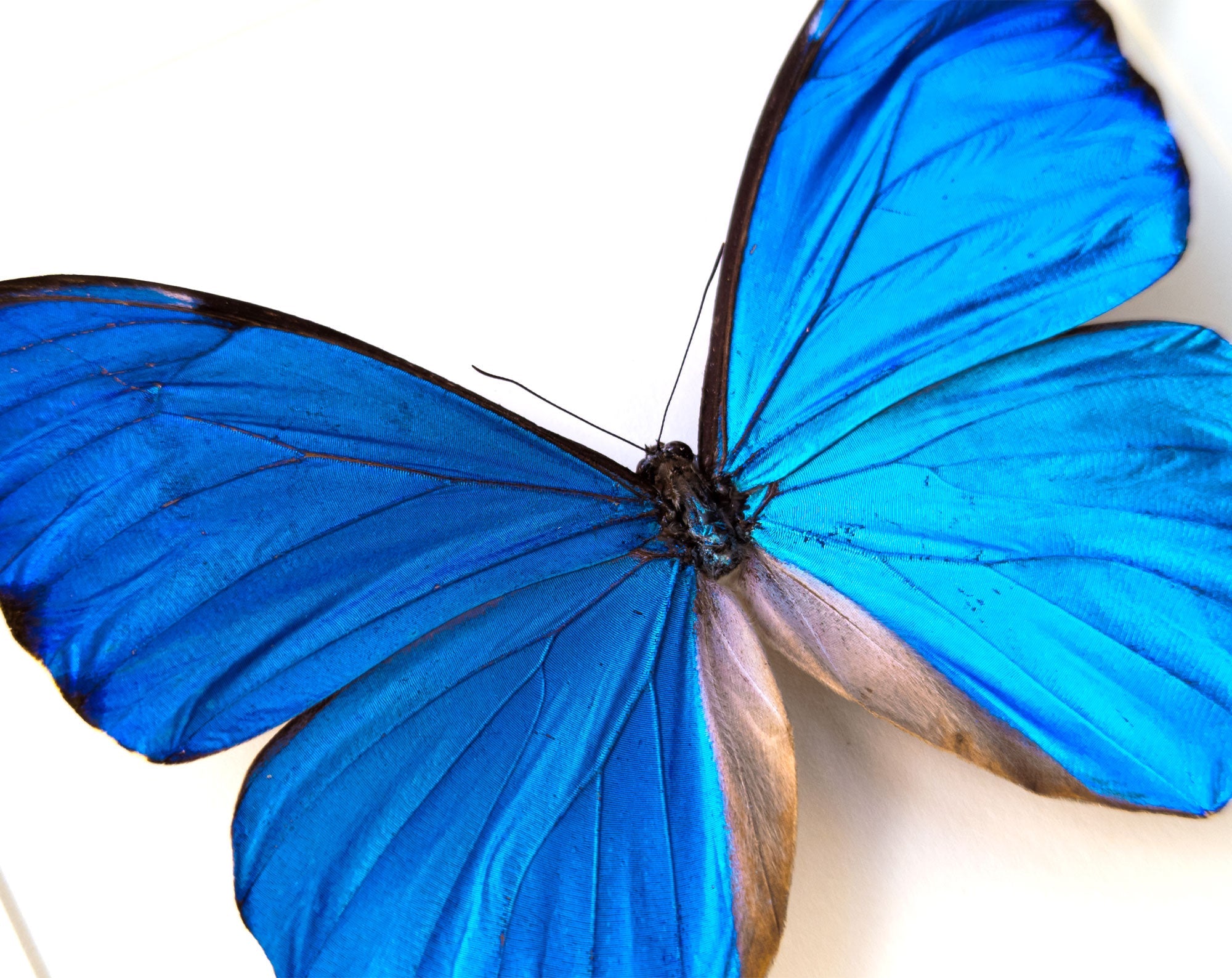 Morpho anaxibia ♂  Schmetterling InsectArt