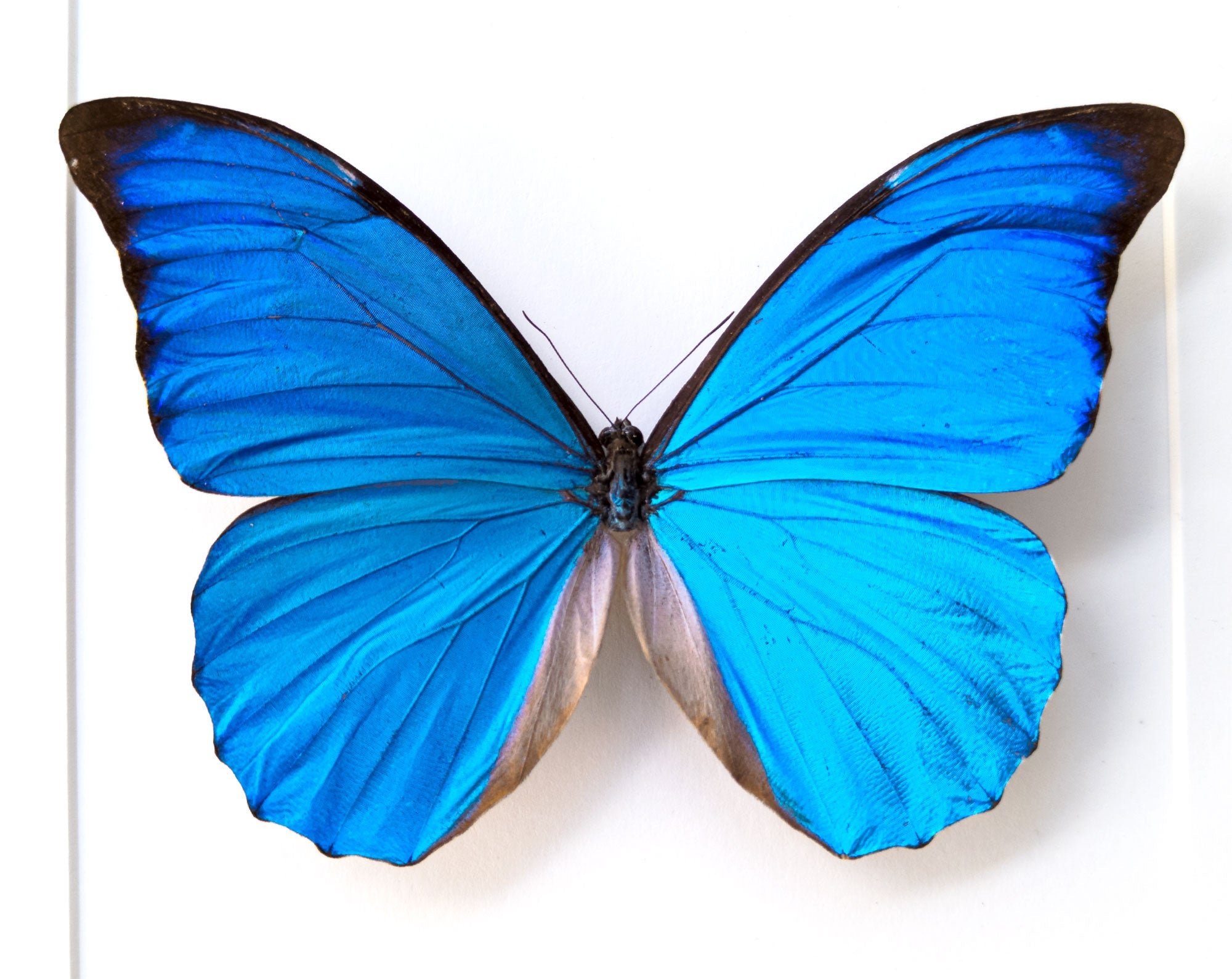 Morpho anaxibia ♂  Schmetterling InsectArt