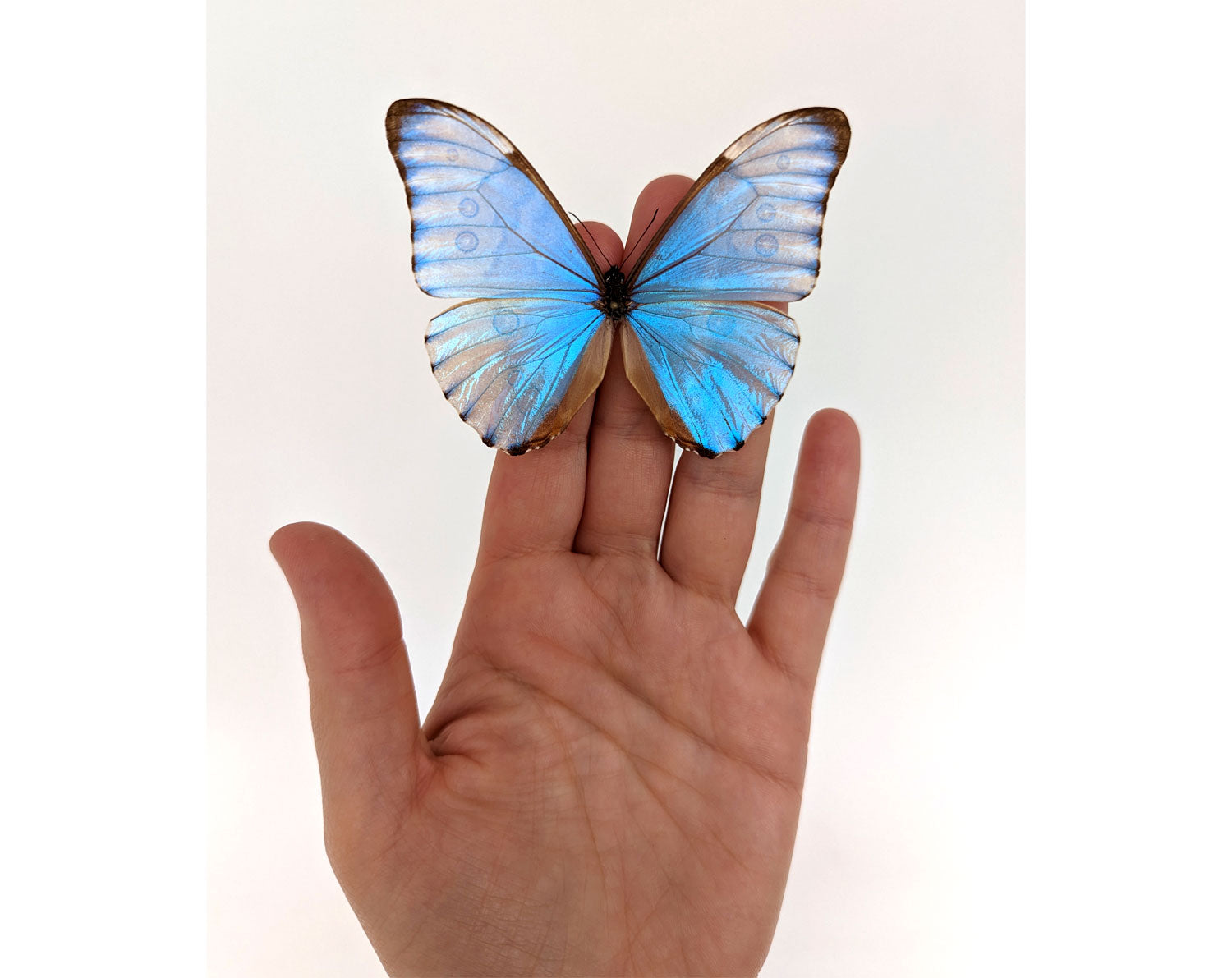 Morpho aurora ♂  Schmetterling InsectArt