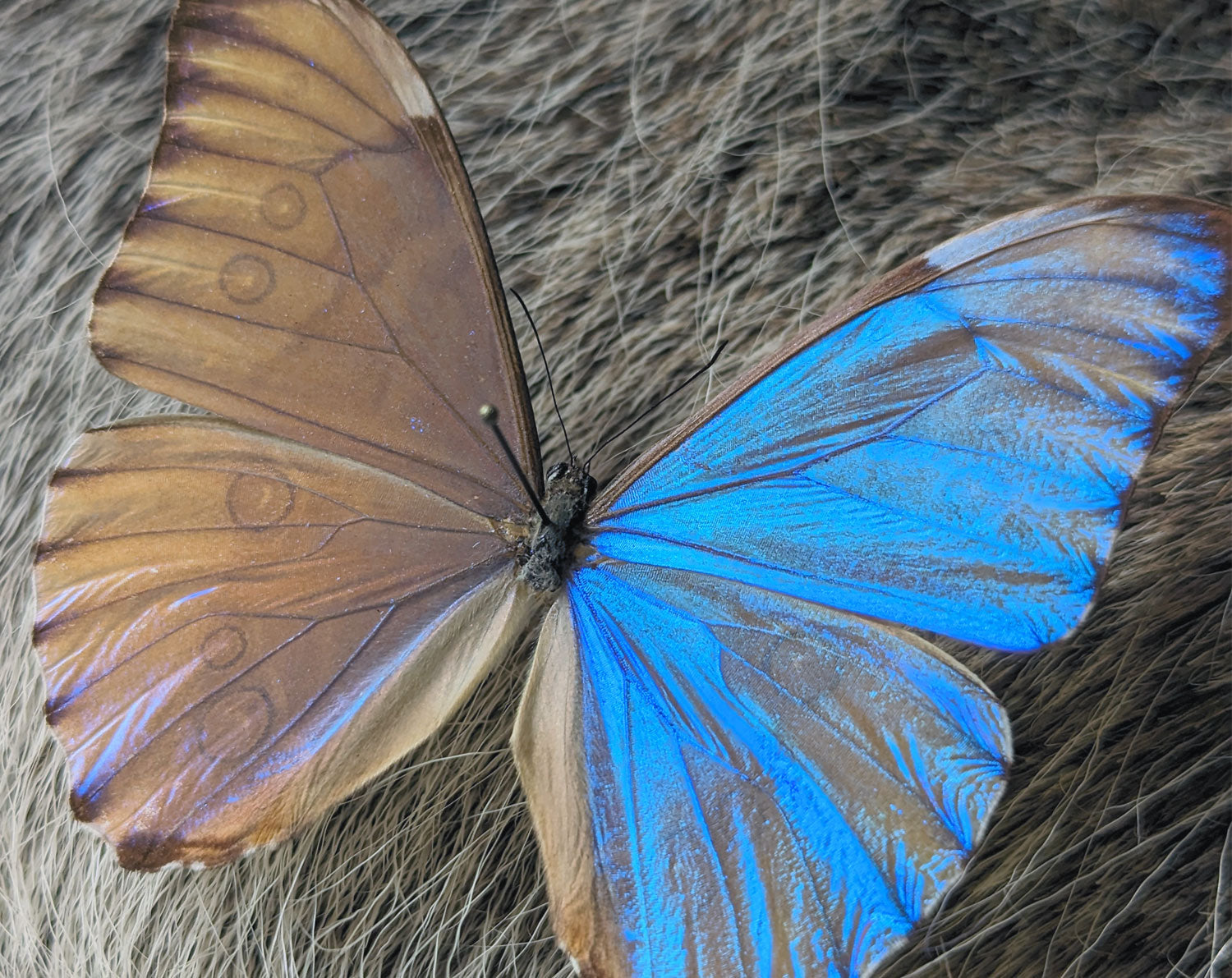 Morpho aurora ♂  Schmetterling InsectArt