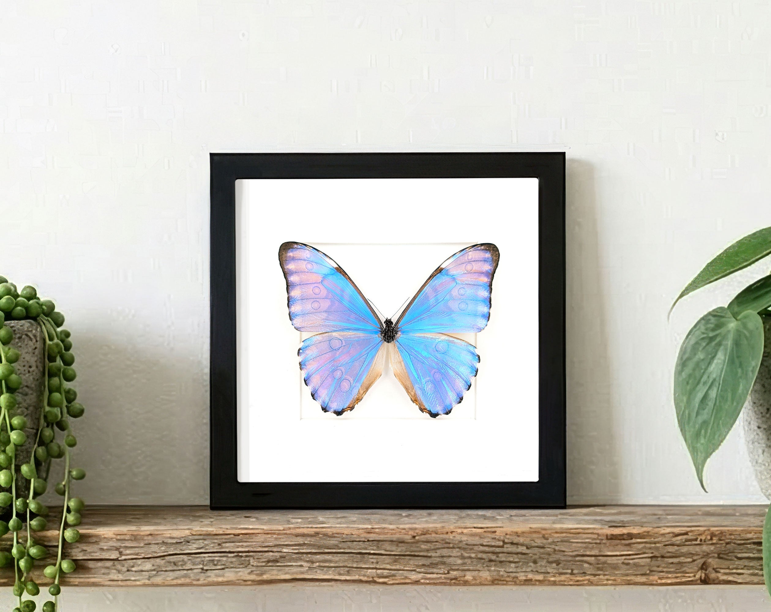 Morpho aurora im Rahmen | Echter blauer Schmetterling
