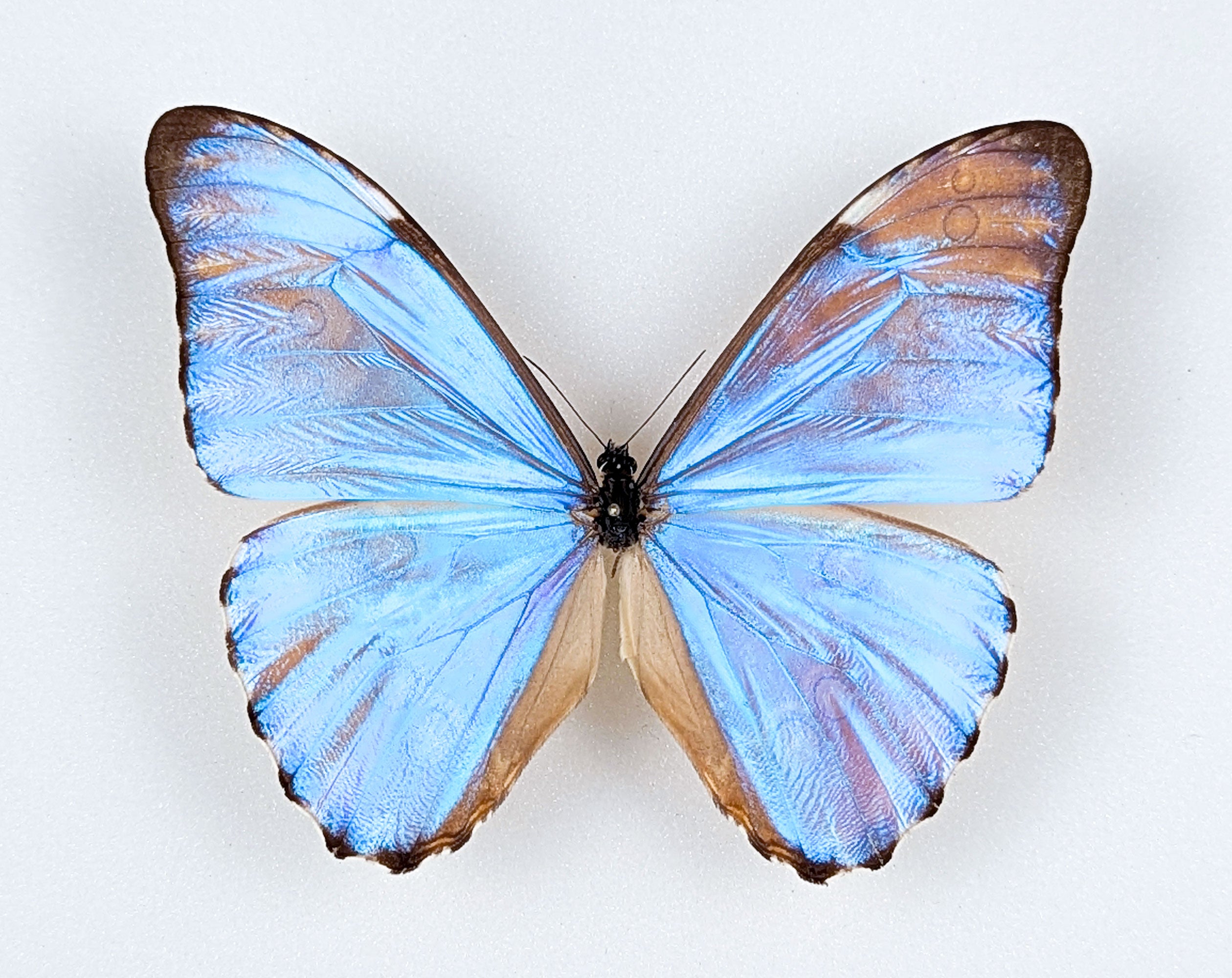 Morpho aurora im Rahmen | Echter blauer Schmetterling