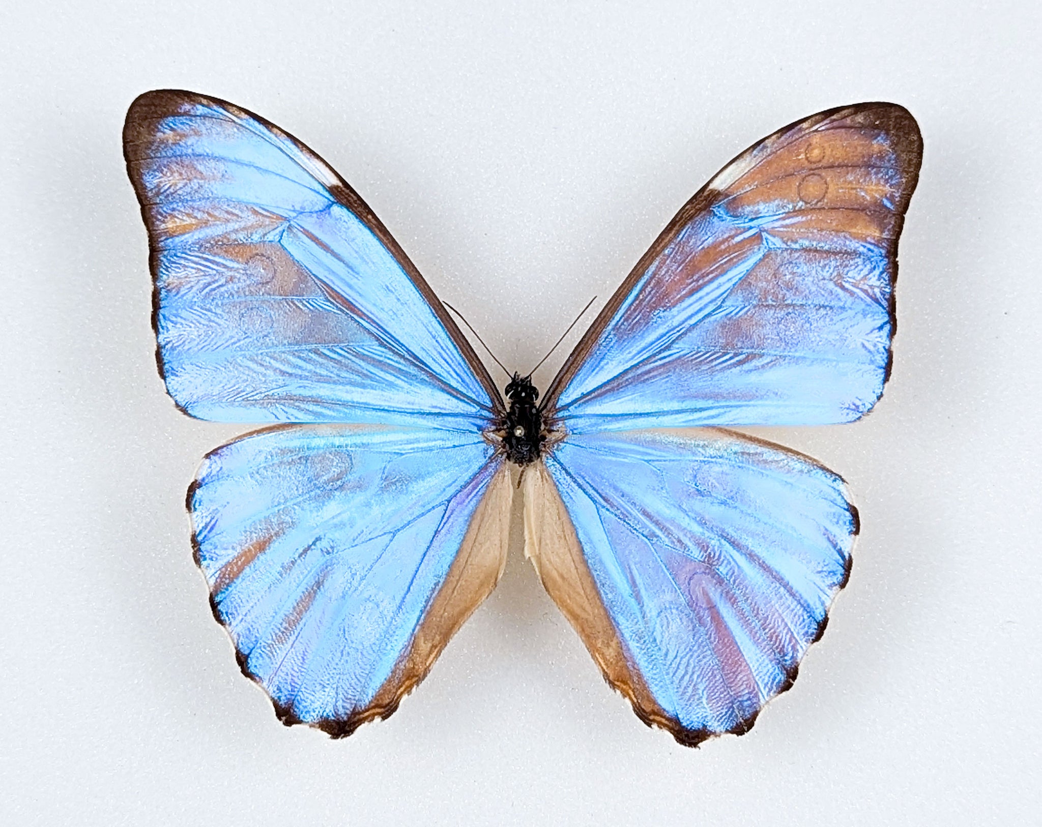Morpho aurora im Rahmen | Echter blauer Schmetterling