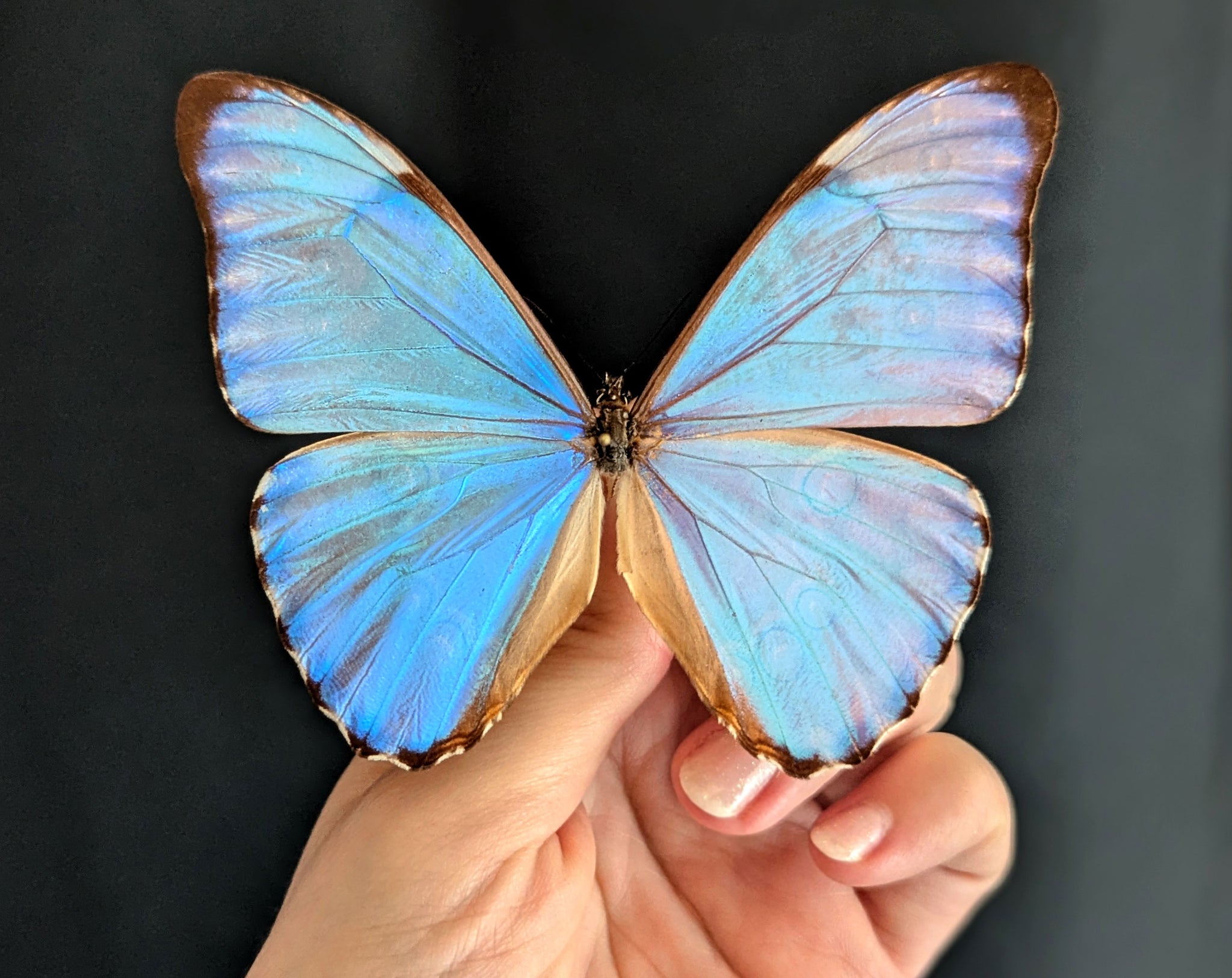 Morpho aurora im Rahmen | Echter blauer Schmetterling