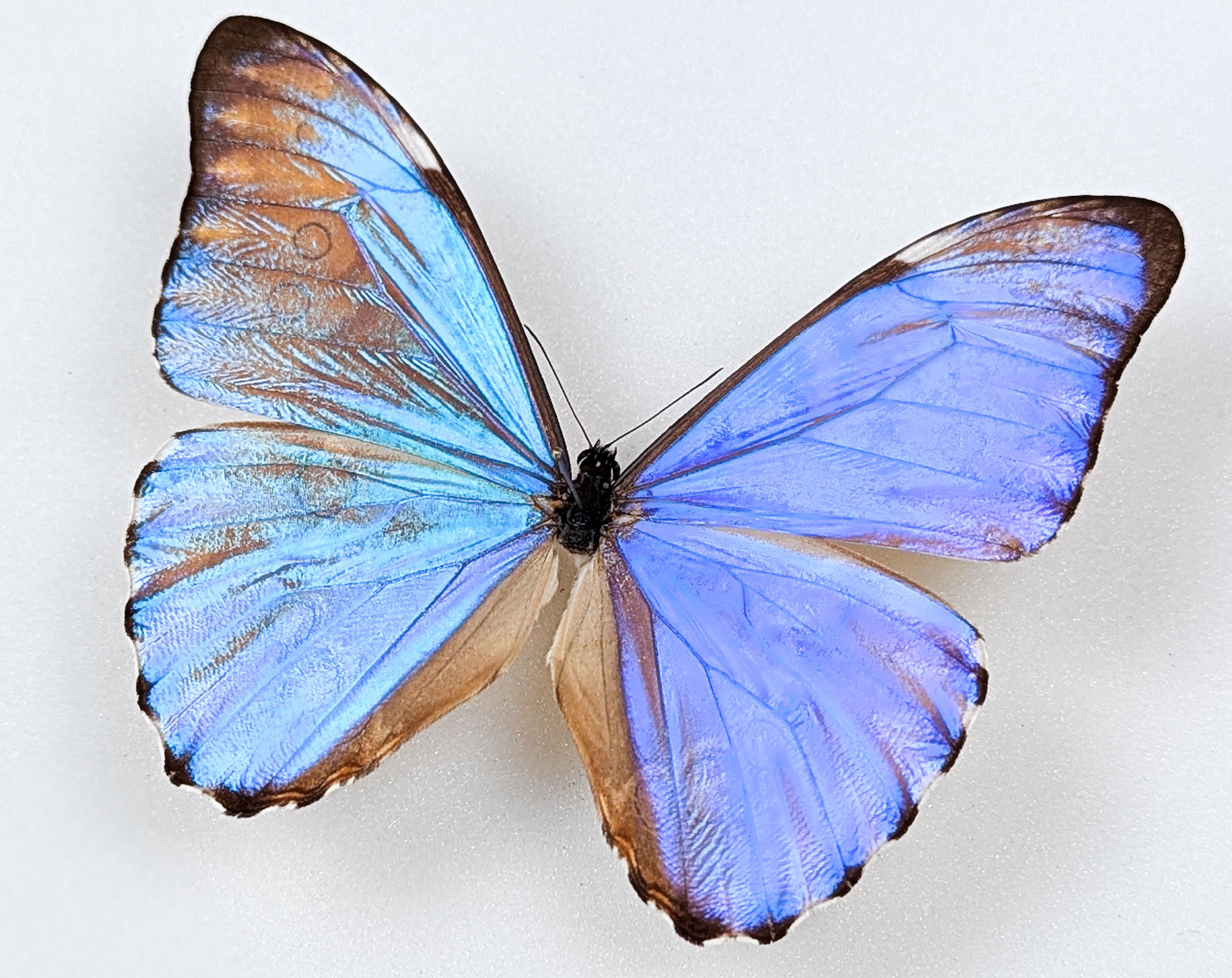 Morpho aurora im Rahmen | Echter blauer Schmetterling