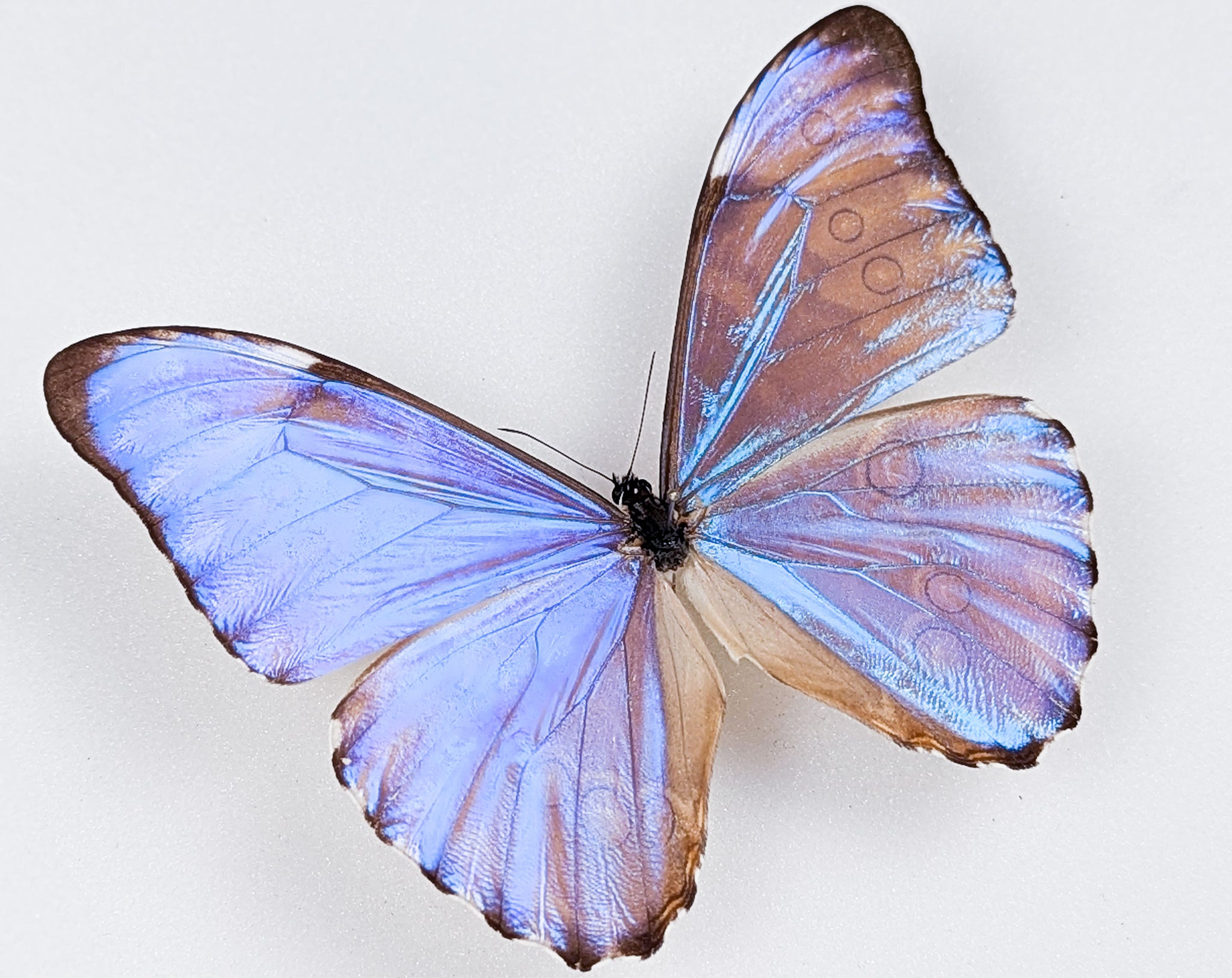 Morpho aurora im Rahmen | Echter blauer Schmetterling