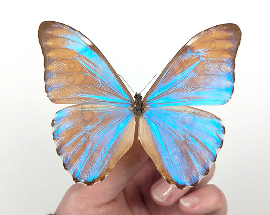 Real blue framed butterfly, Morpho aurora male curiosities