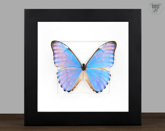 Real blue framed butterfly, Morpho aurora male curiosities